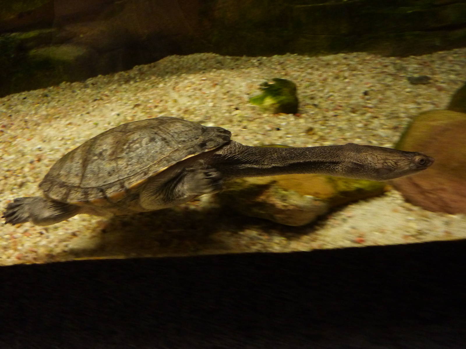 Siebenrock's snake-necked turtle, 10th April 2012