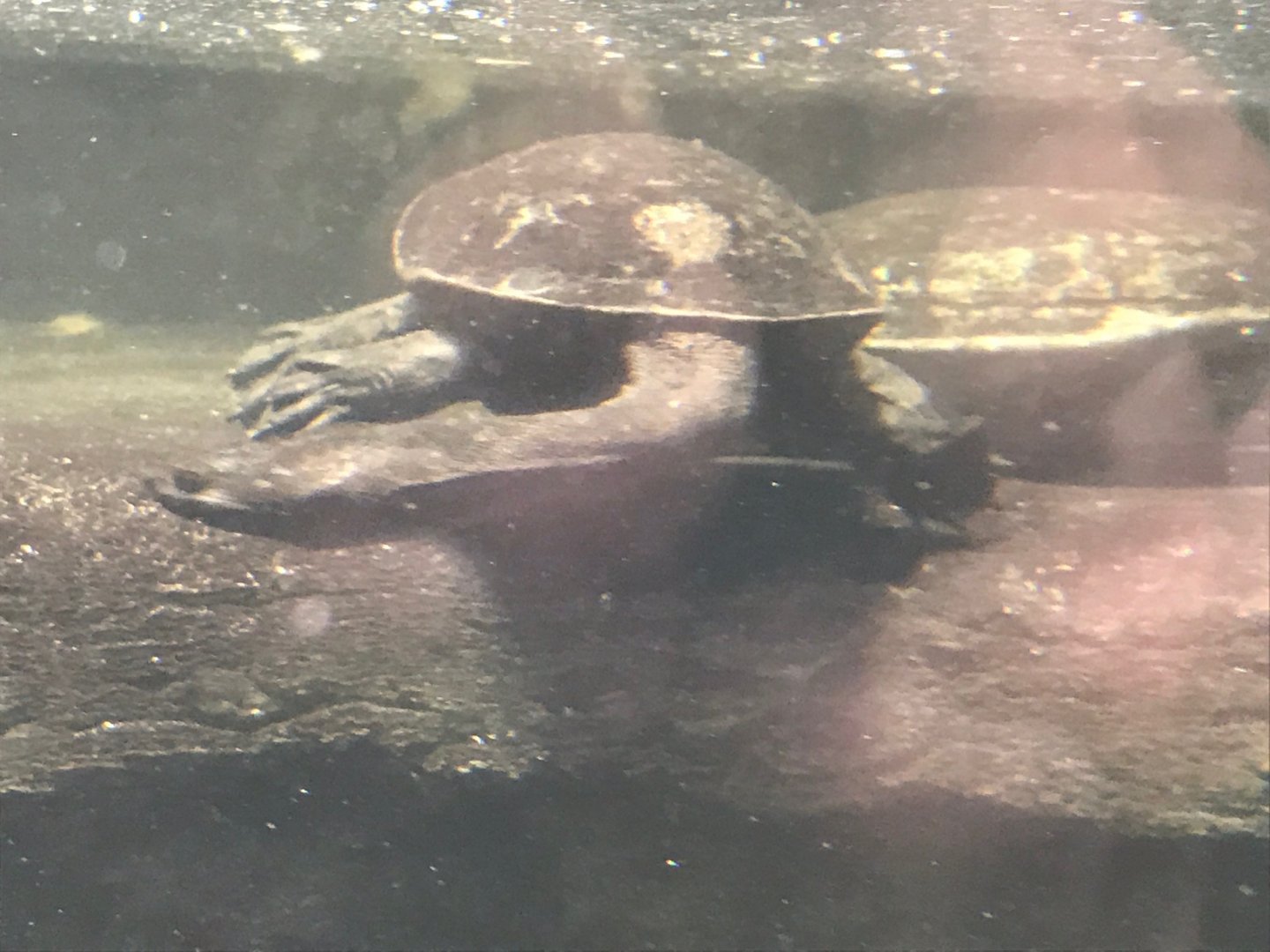 Siebenrock’s snake-necked turtle 270118