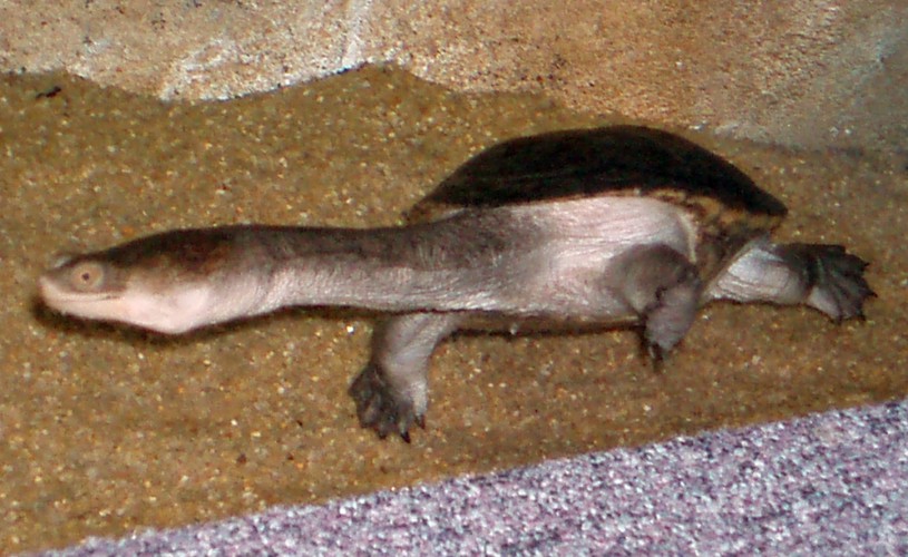 Siebenrock's Snake-necked Turtle (Chelodina siebenrocki)