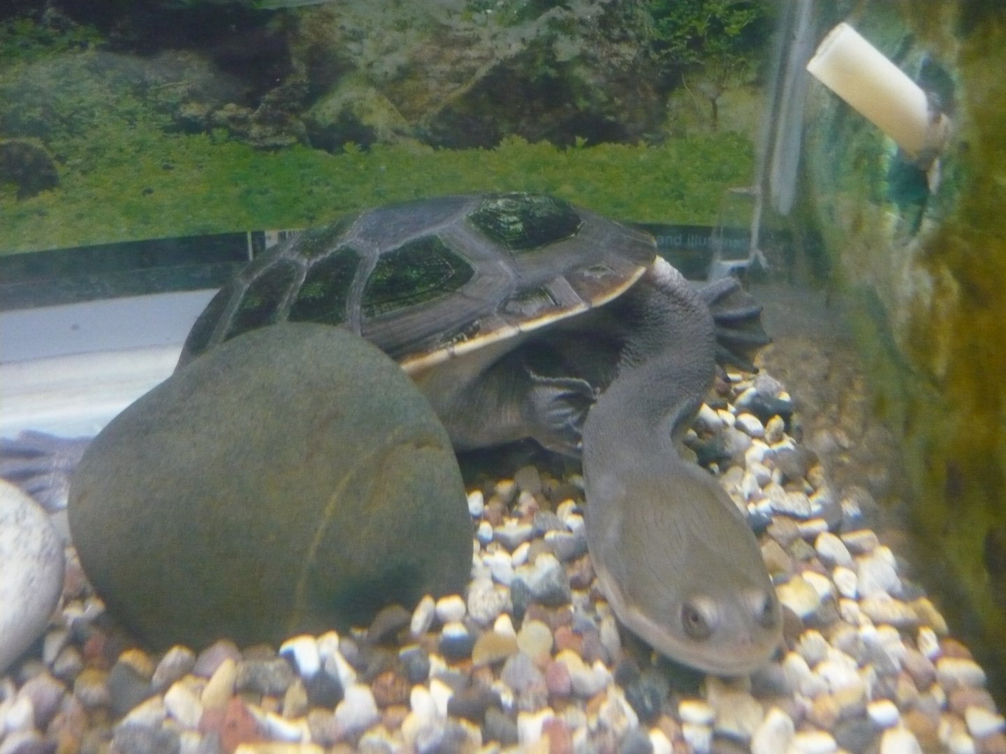Siebenrock's snake-necked turtle (Chelodina siebenrocki)