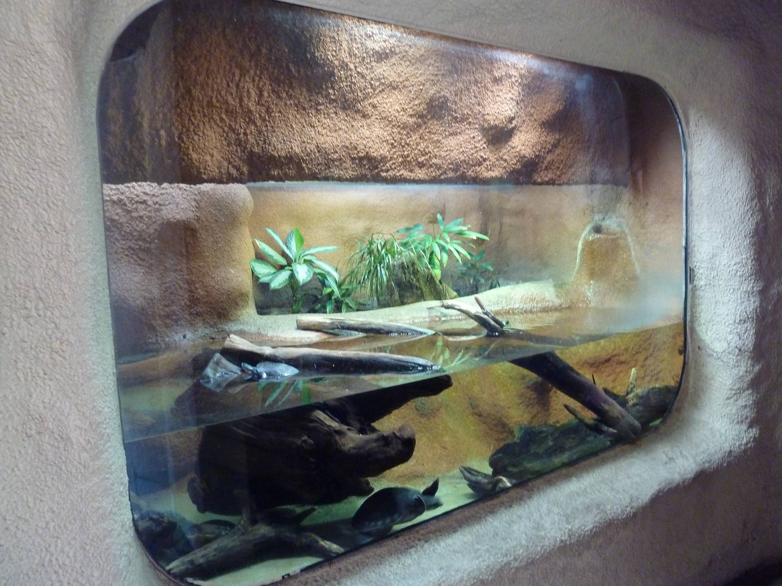 Siebenrock's Snake-Necked Turtle Exhibit