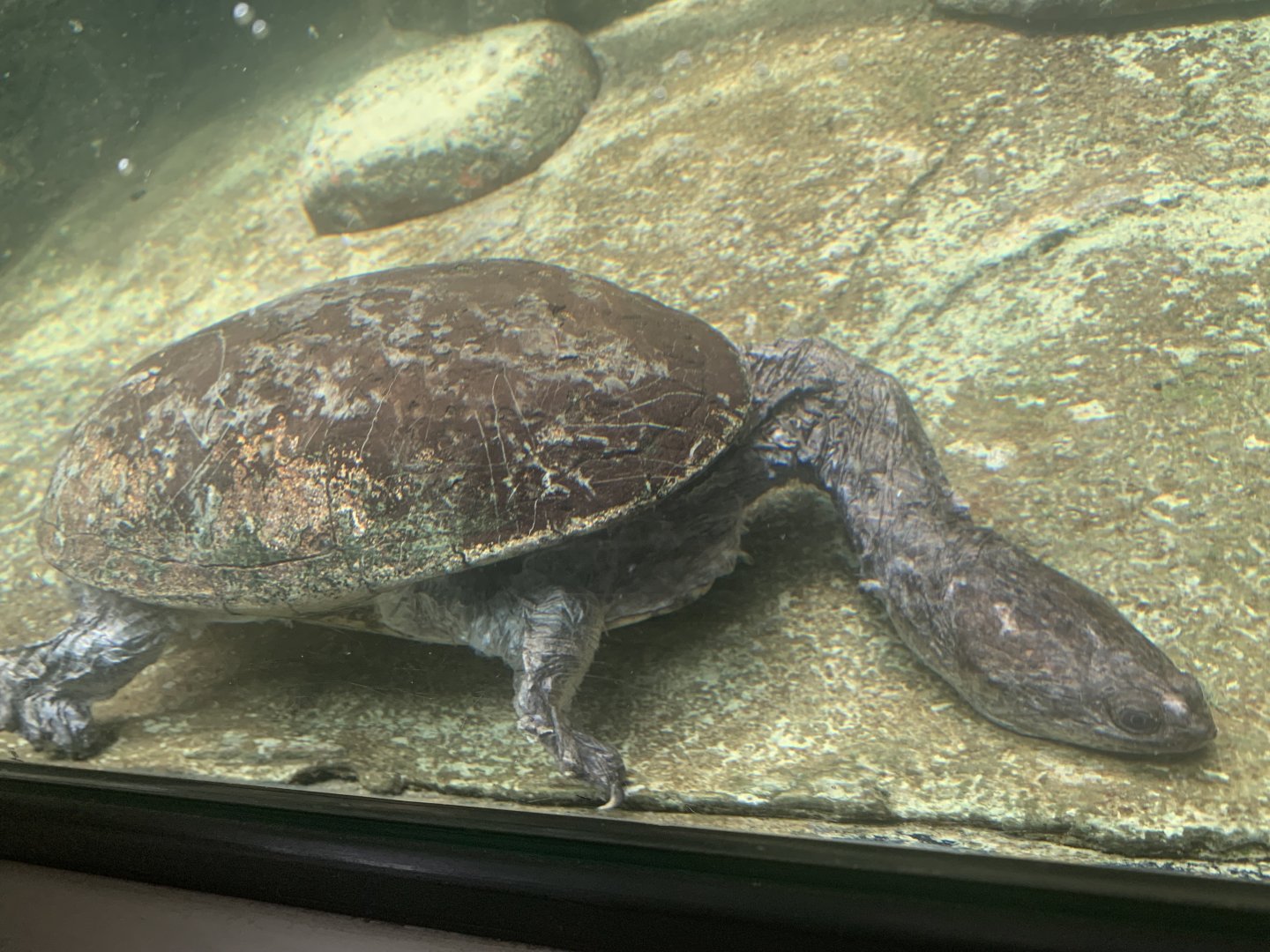 Siebenrock’s snake-necked turtle