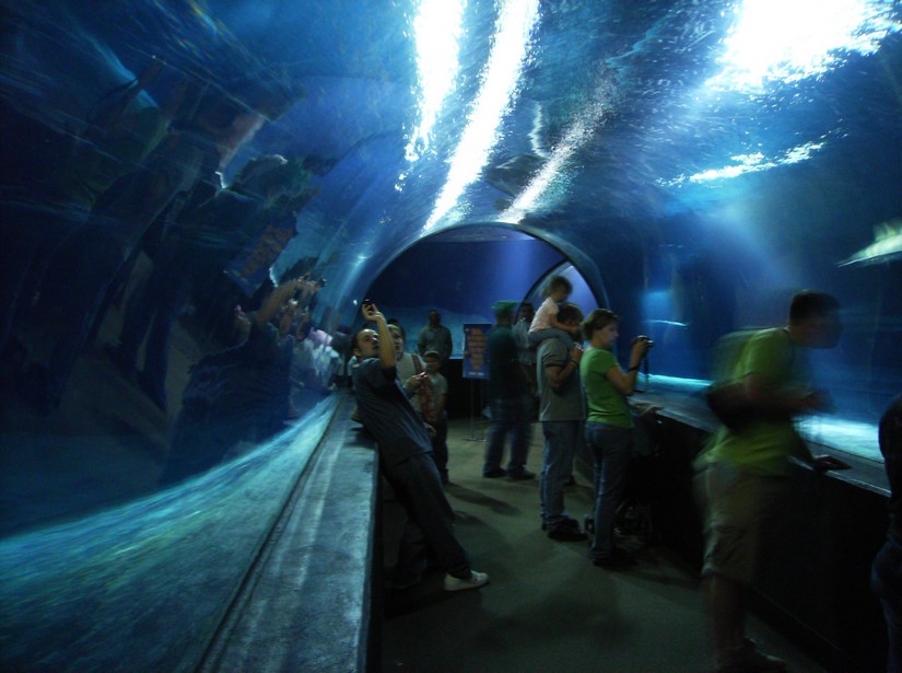 Siegfried Families Shark Adventure