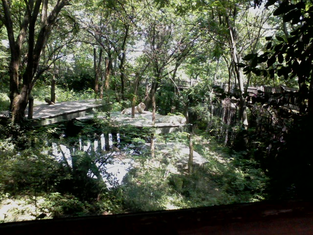 Siegfried & Roy's White Lions of Timbavati- White African Lion Exhibit