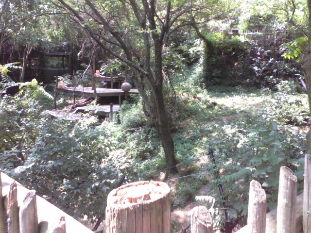 Siegfried & Roy's White Lions of Timbavati- White African Lion exhibit