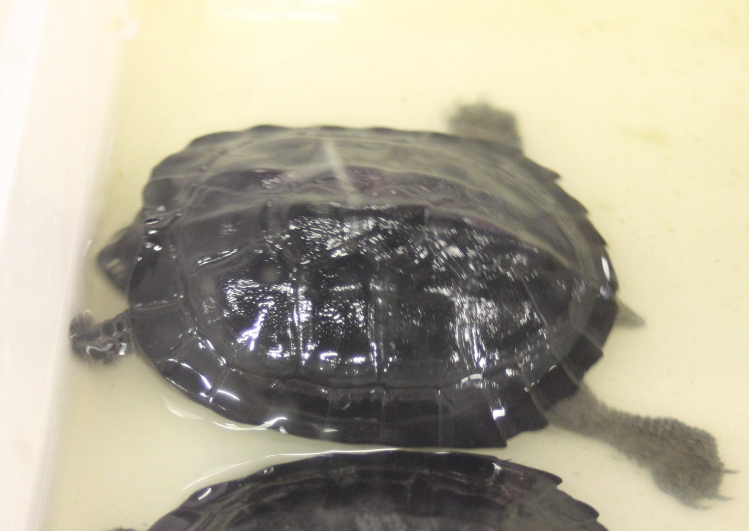 Sienenrockiella crassicollis