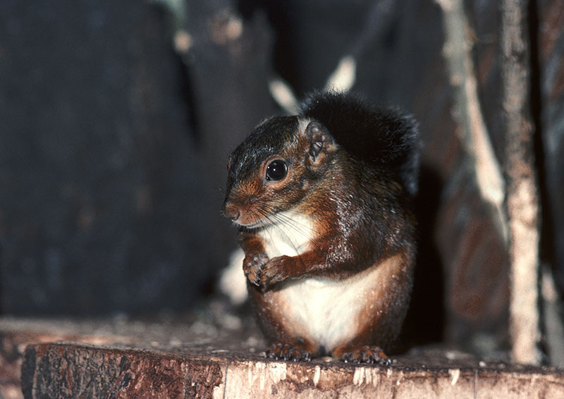 Sierra Leone striped squirrel 1976