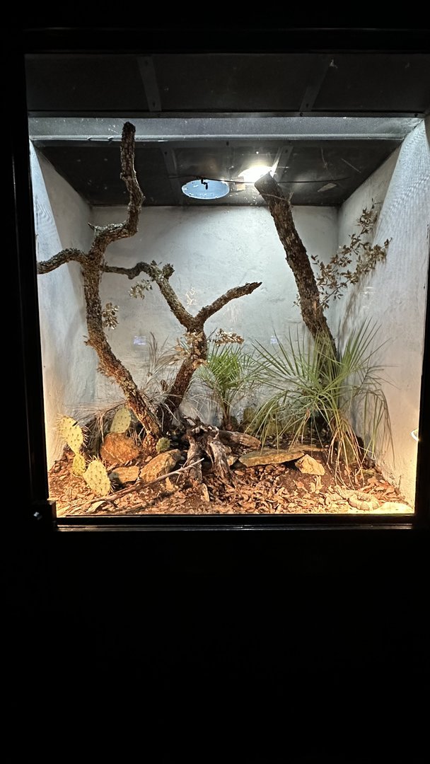 Sierra Madre Terrarium
