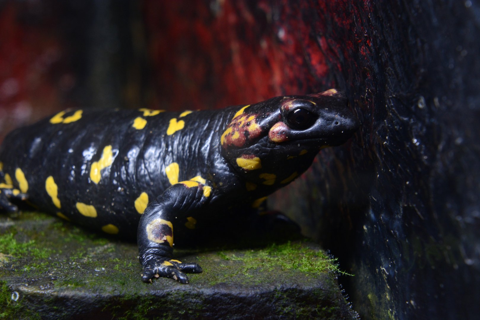 Sierra Morena fire salamander (Salamandra salamandra morenica)