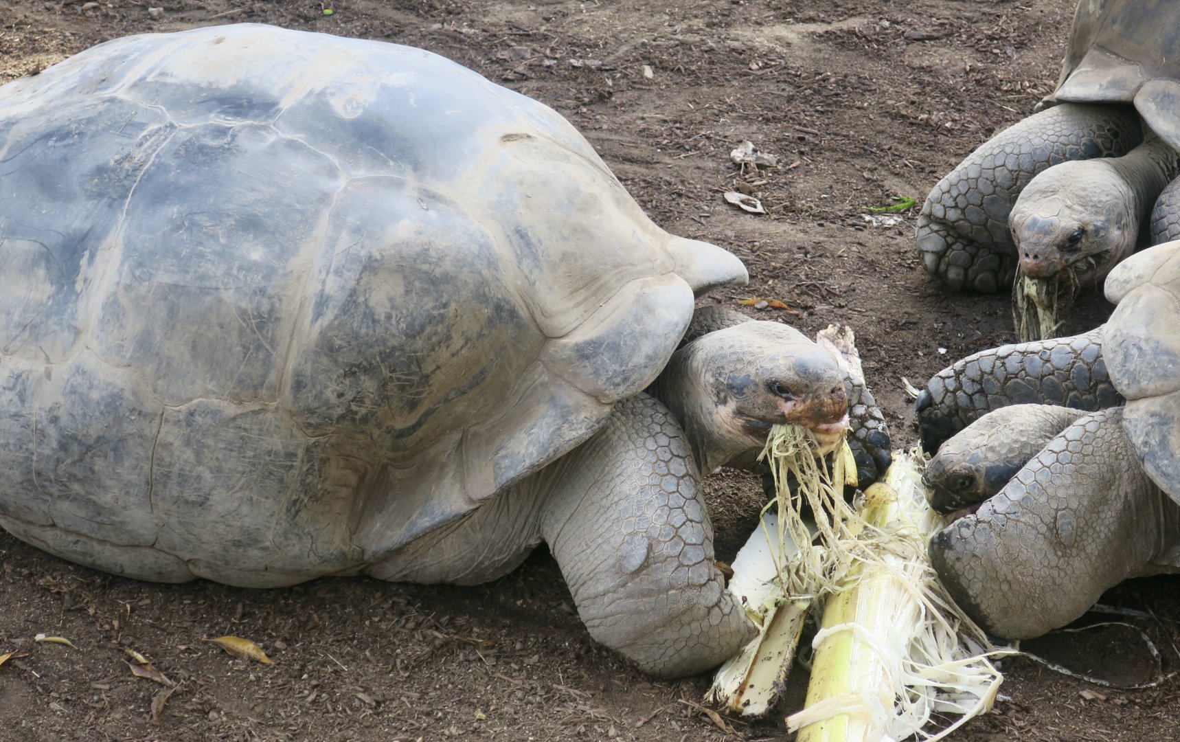 Sierra Negra Giant Tortoise (Chelonoidis guntheri)