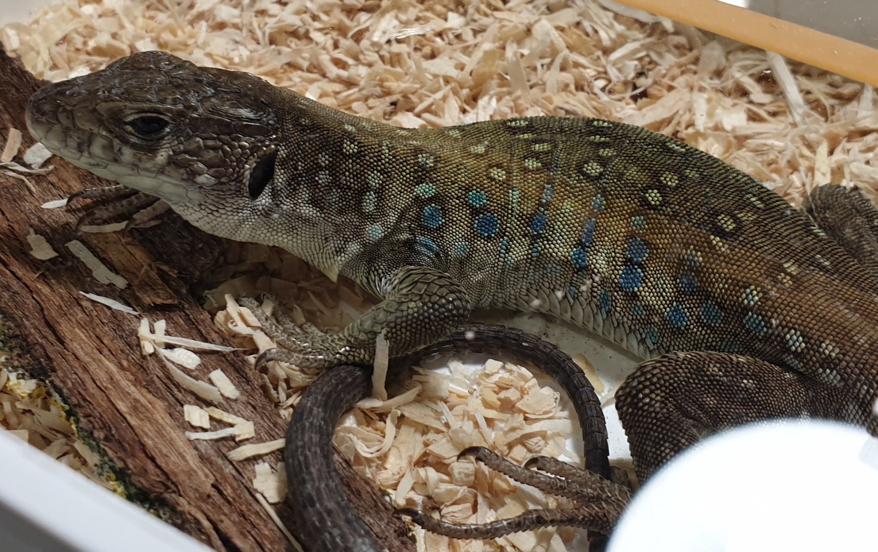 Sierra Nevada lizard - Timon nevadensis