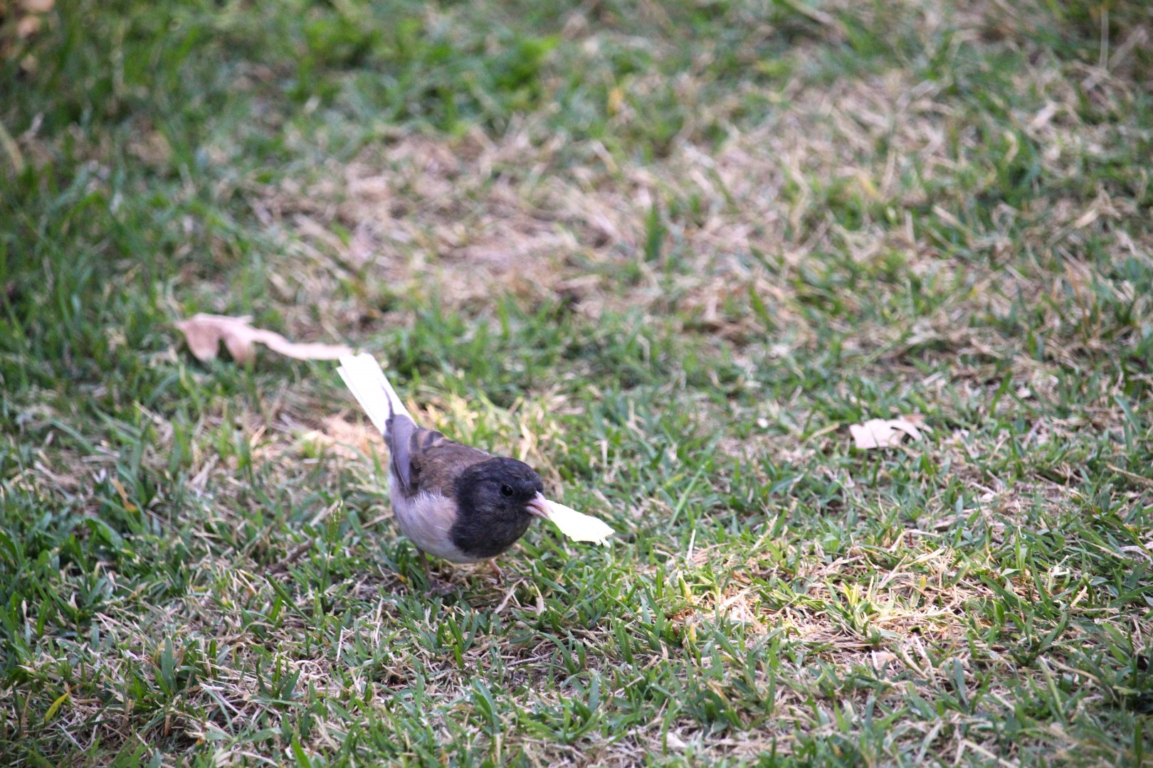Sierra Oregon Junco