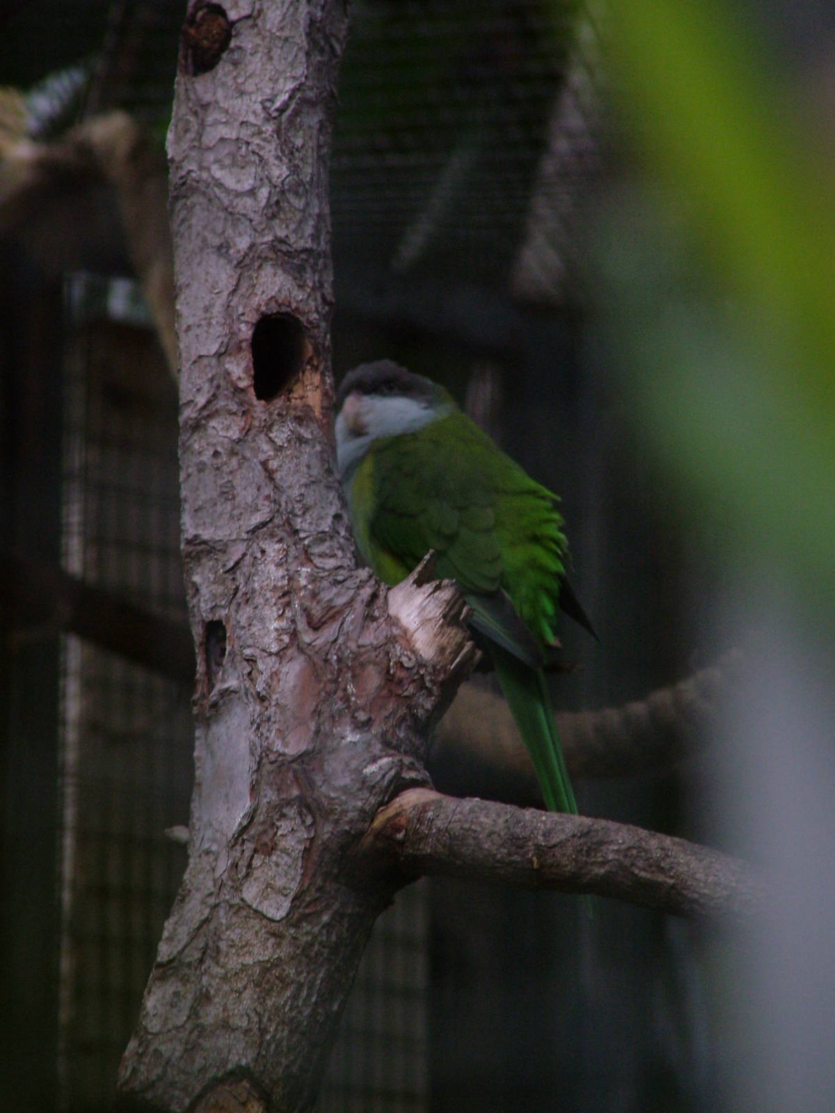 Sierra Parakeet at Loro Parque, 08/11/10