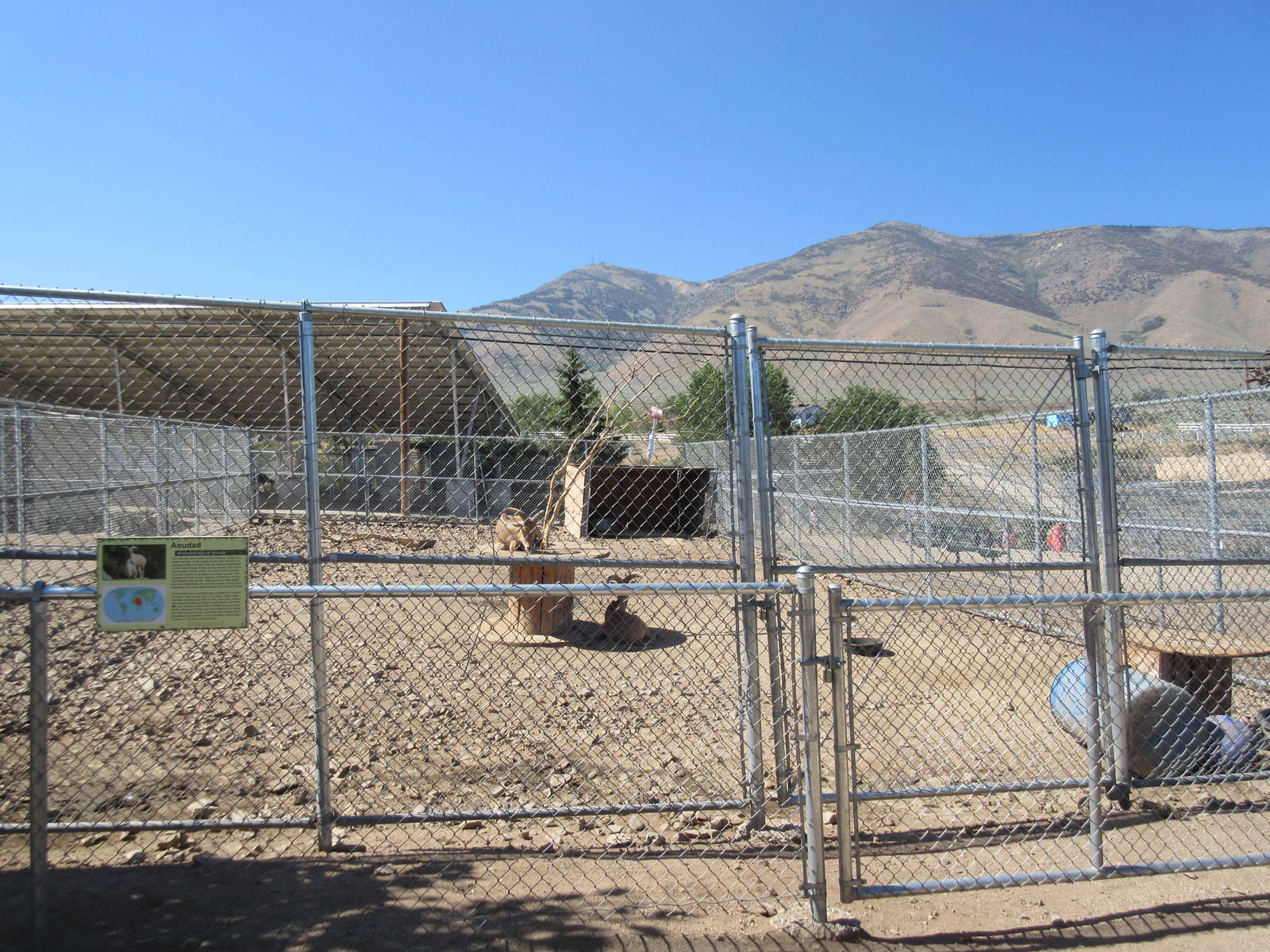 Sierra Safari Zoo (Nevada) - Aoudad Exhibit
