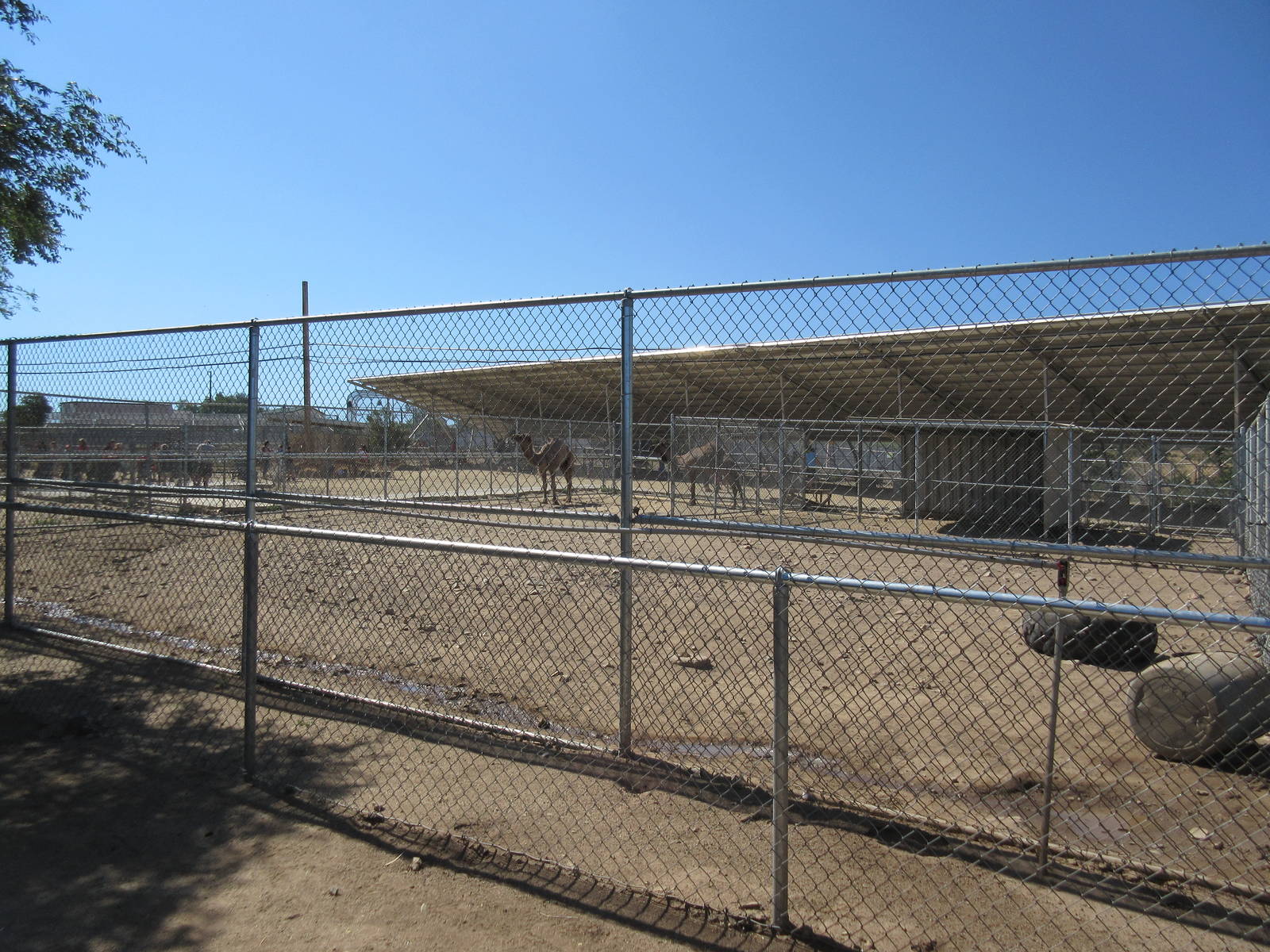 Sierra Safari Zoo (Nevada) - Dromedary Exhibit