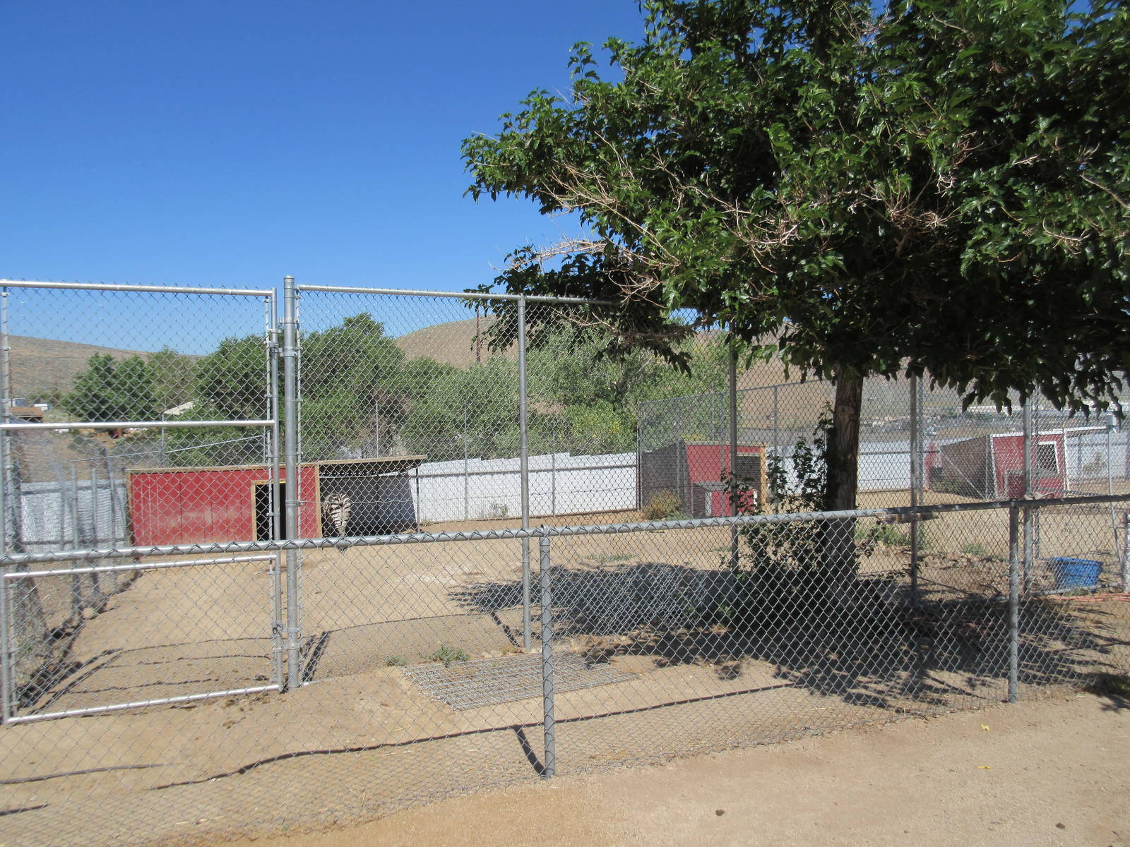 Sierra Safari Zoo (Nevada) - Grant's Zebra Exhibit #1