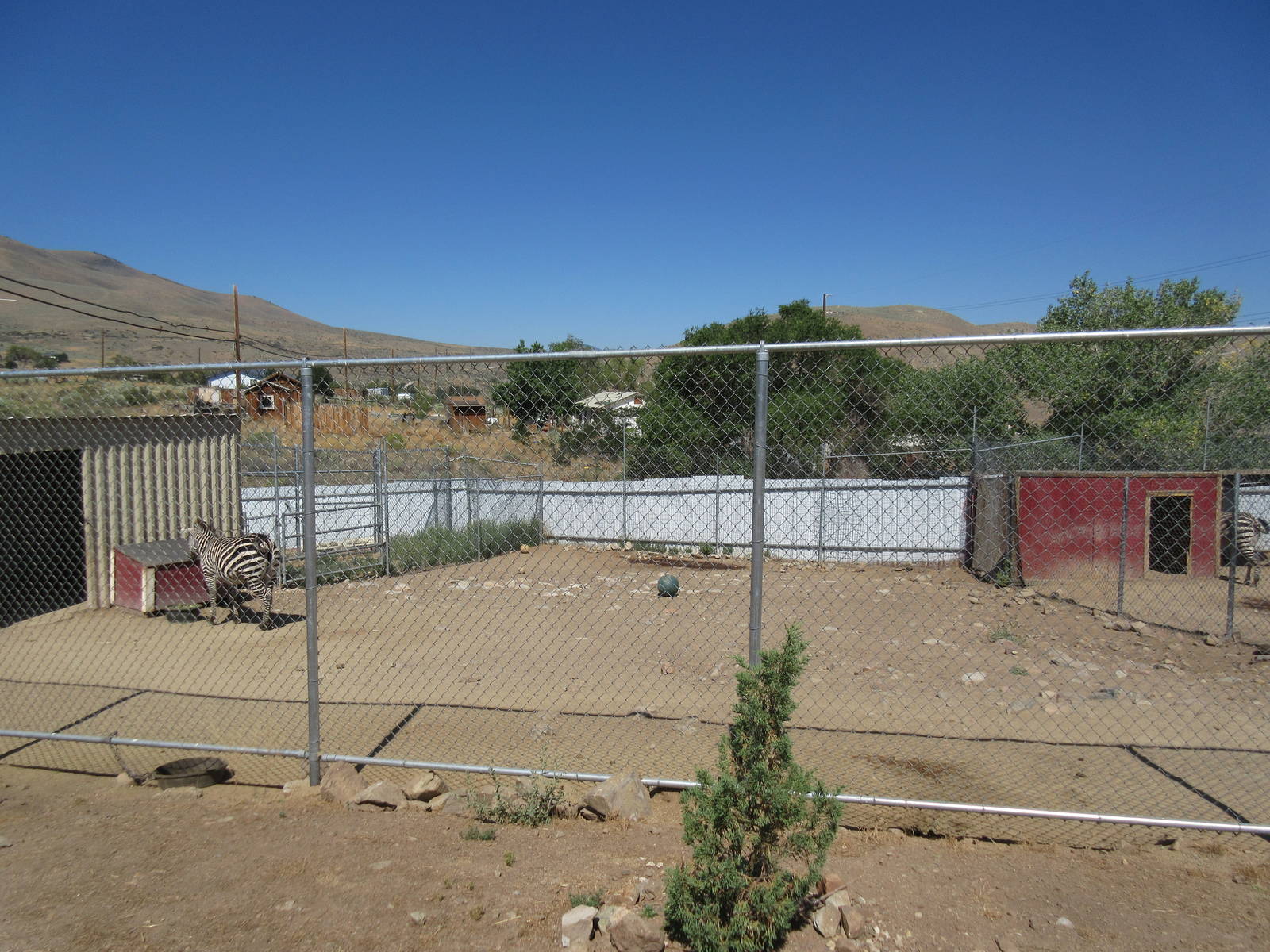 Sierra Safari Zoo (Nevada) - Grant's Zebra Exhibit #2
