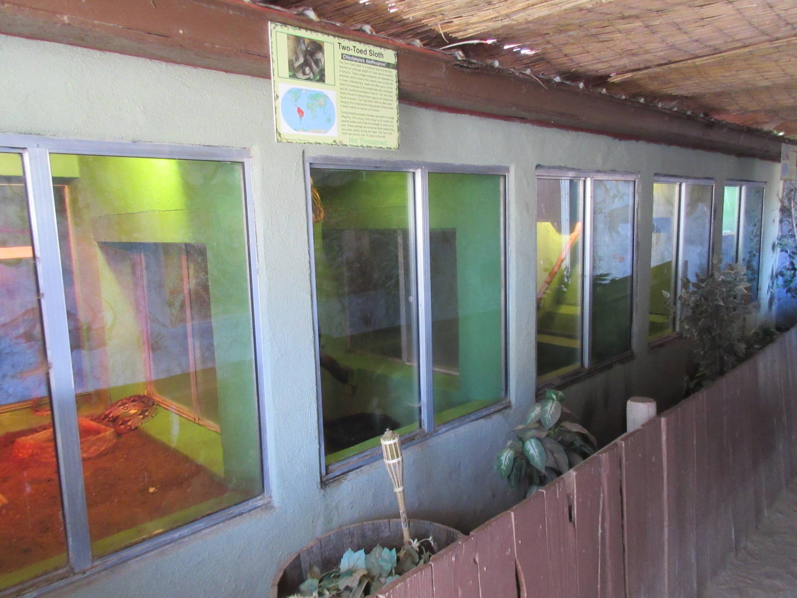 Sierra Safari Zoo (Nevada) - Green Iguana/Two-Toed Sloth/Boa Constrictor Ex