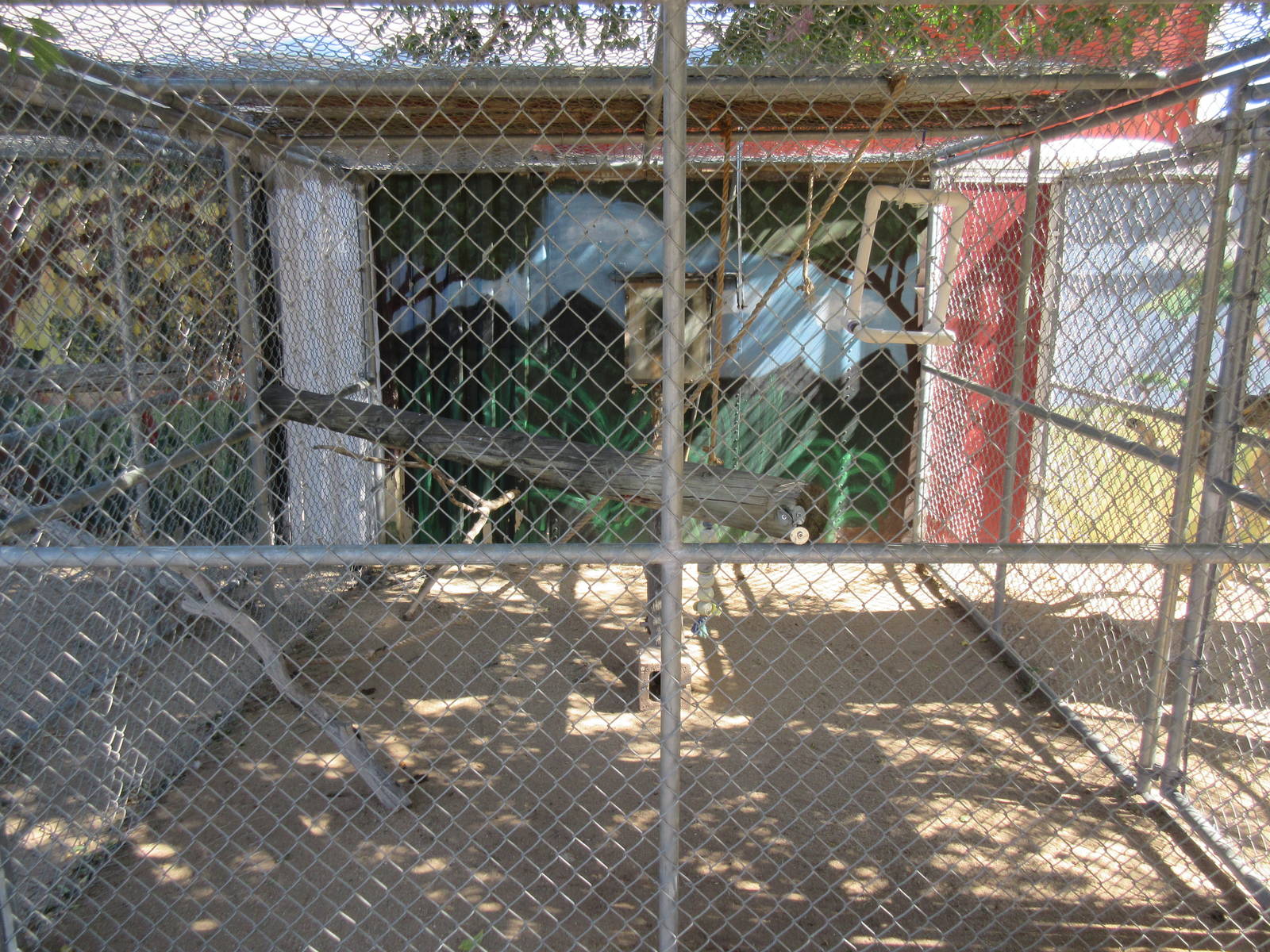 Sierra Safari Zoo (Nevada) - Kinkajou Exhibit