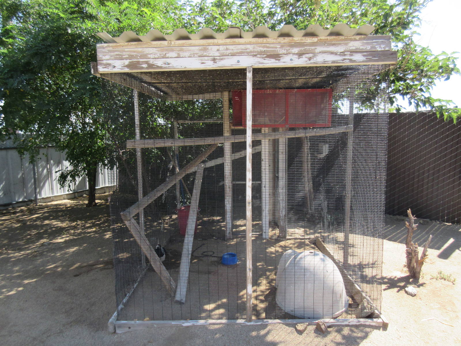 Sierra Safari Zoo (Nevada) - Lady Amherst's Pheasant Exhibit