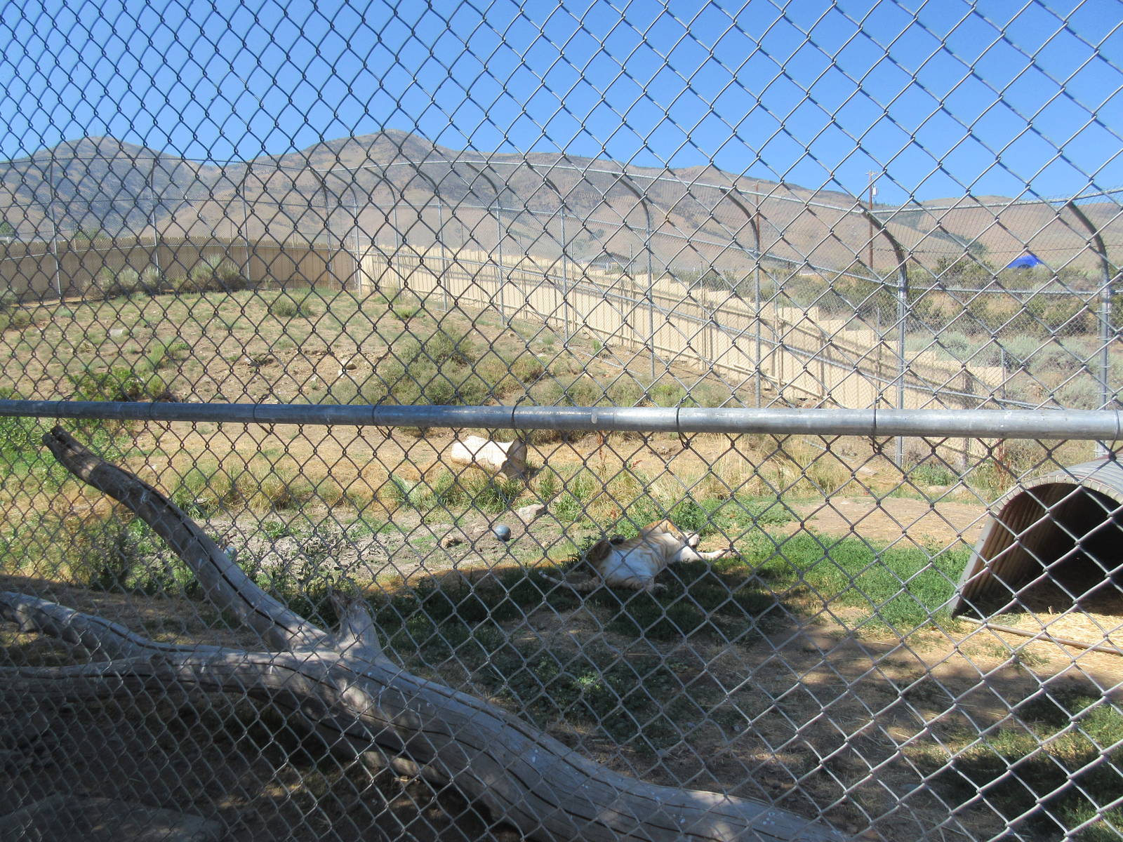 Sierra Safari Zoo (Nevada) - Liger Exhibit
