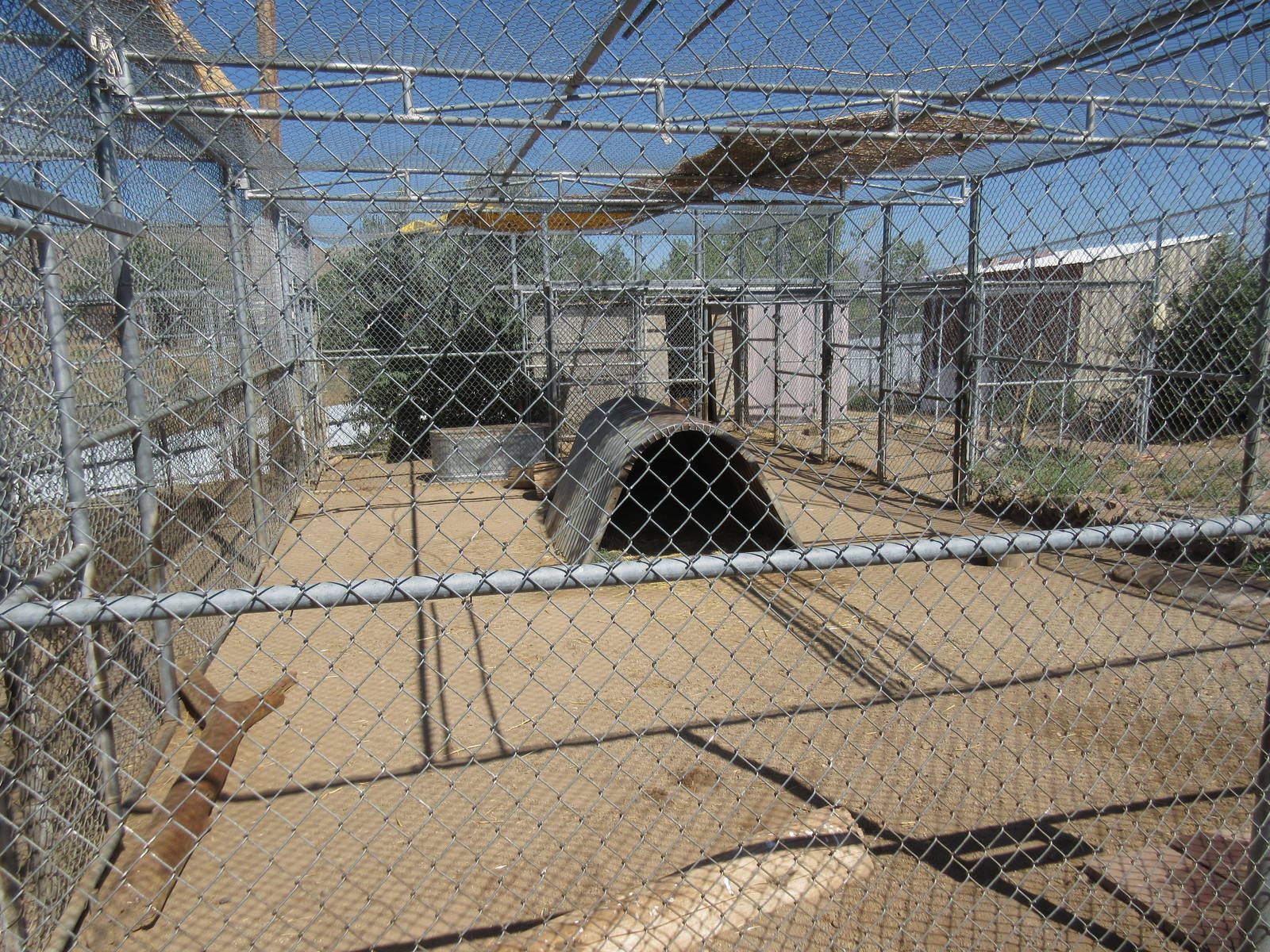 Sierra Safari Zoo (Nevada) - Lion Exhibit #1