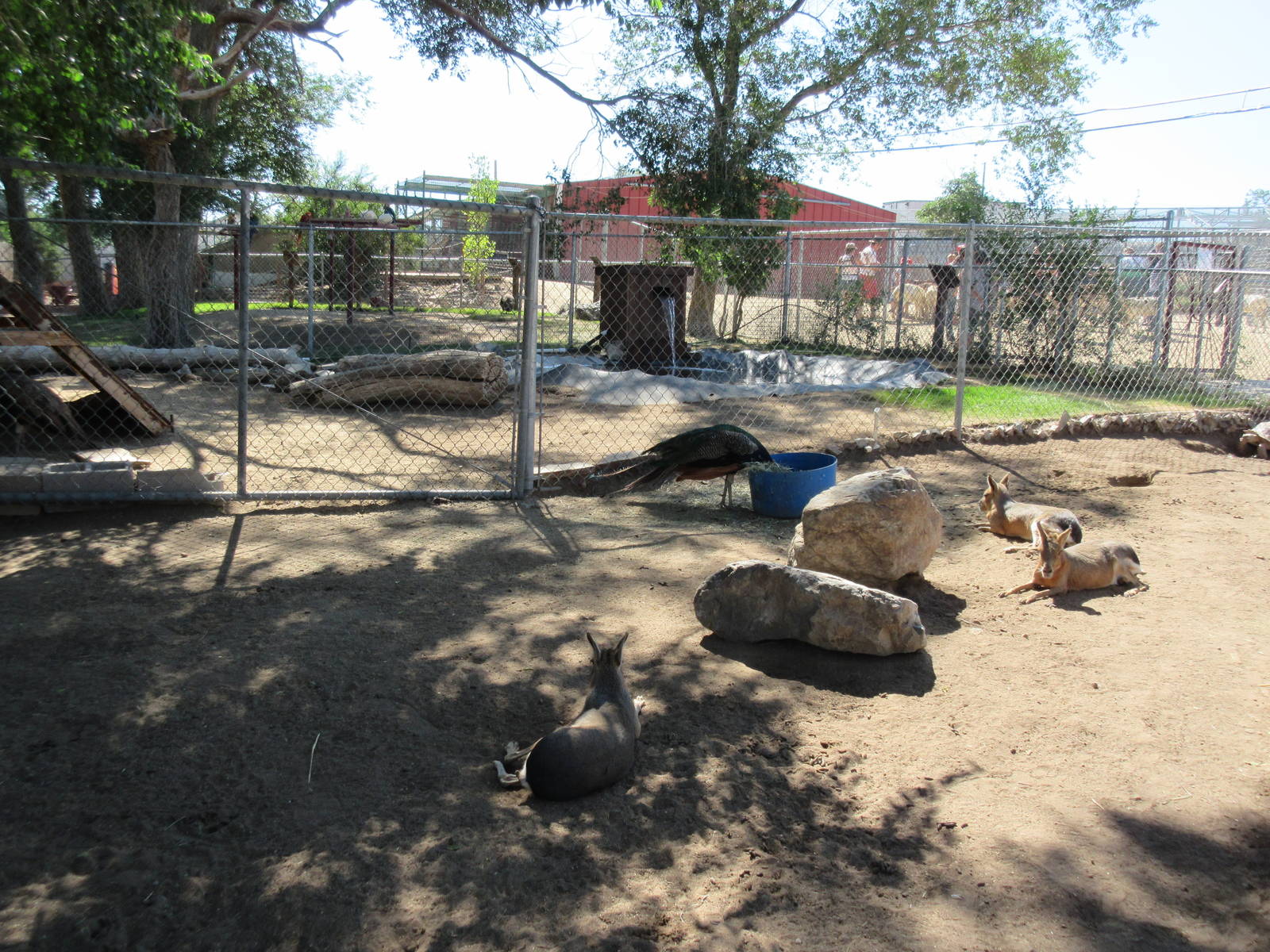 Sierra Safari Zoo (Nevada) - Mara Exhibit