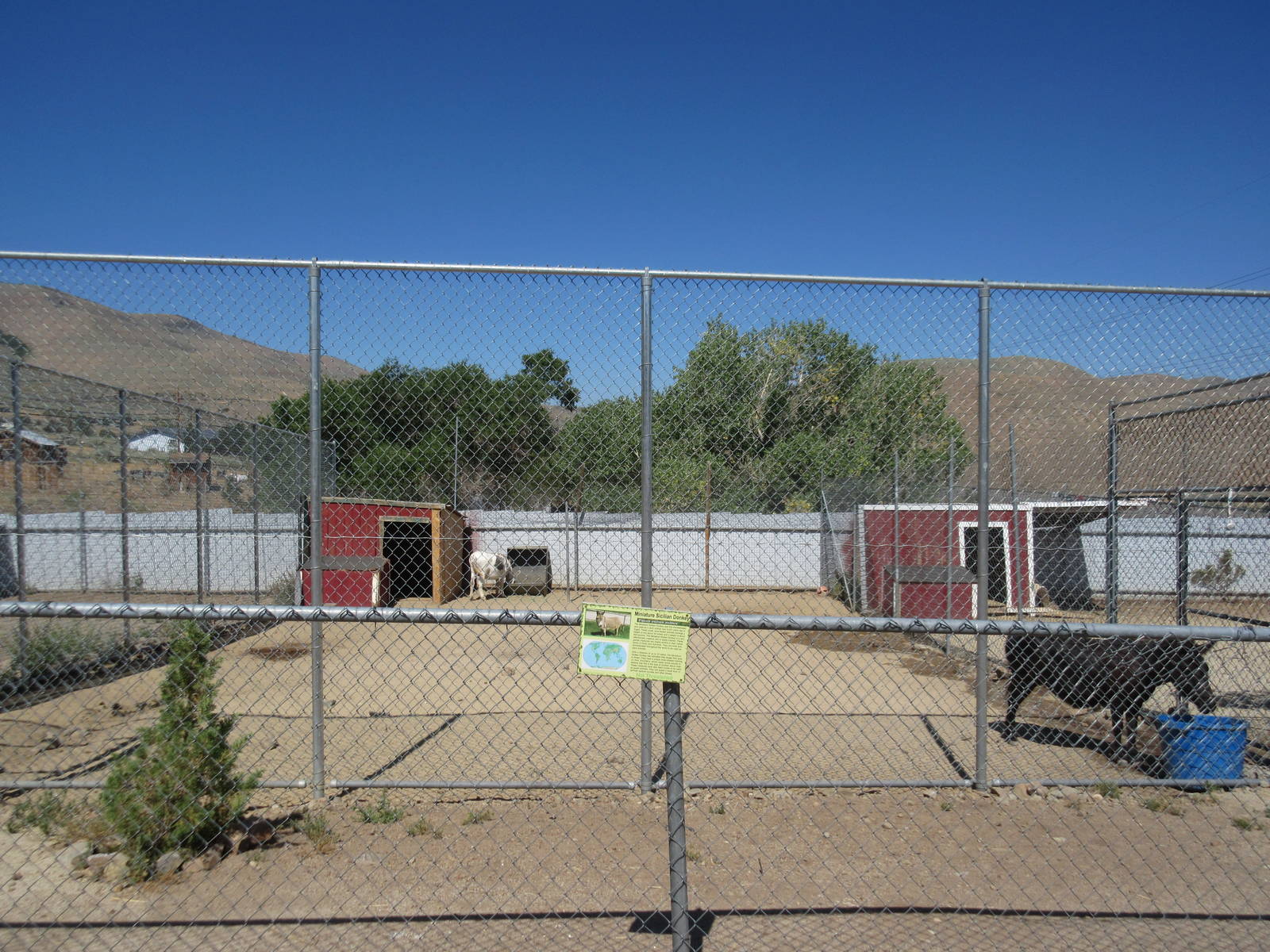 Sierra Safari Zoo (Nevada) - Miniature Sicilian Donkey Exhibit