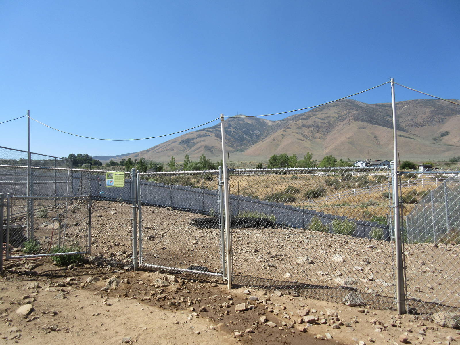 Sierra Safari Zoo (Nevada) - Miniature Zebu Exhibit