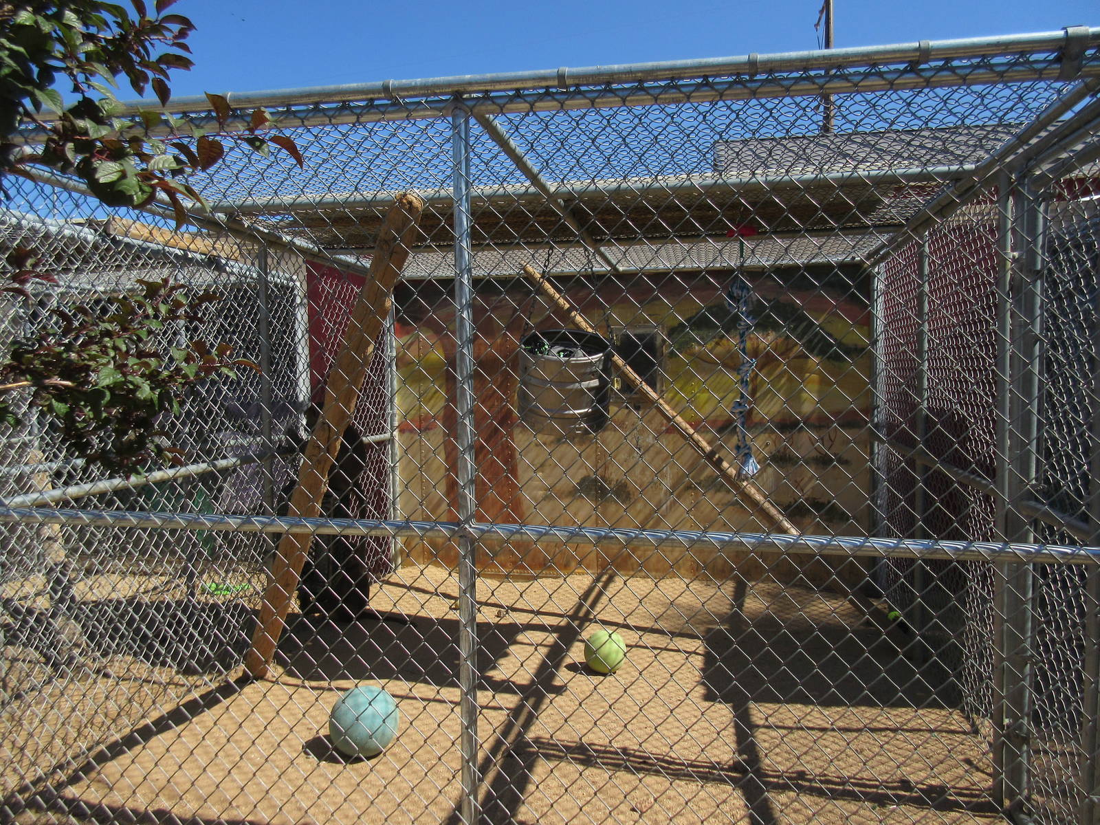Sierra Safari Zoo (Nevada) - Olive Baboon Exhibit