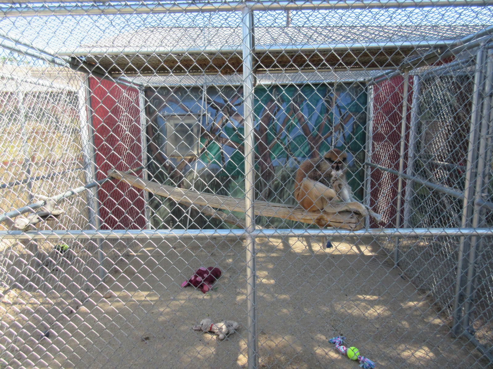 Sierra Safari Zoo (Nevada) - Patas Monkey Exhibit (brutal!)