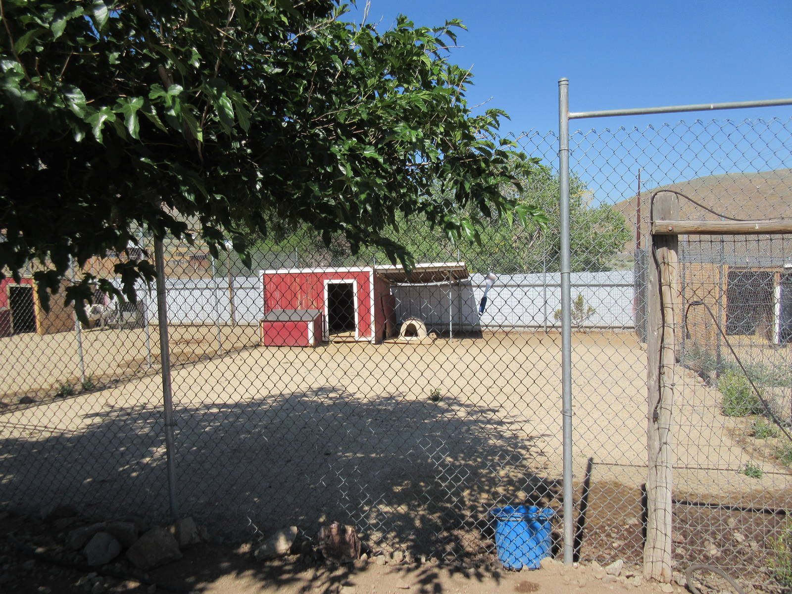 Sierra Safari Zoo (Nevada) - Reeve's Muntjac Exhibit