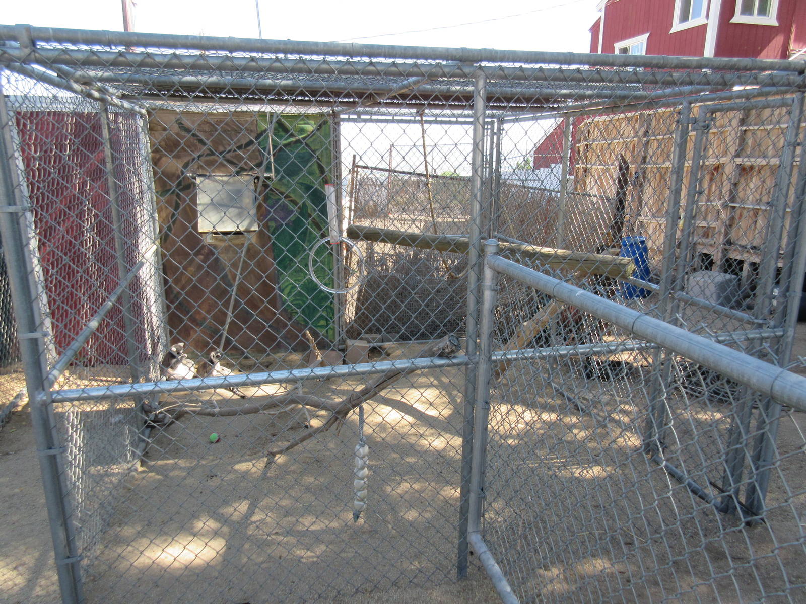 Sierra Safari Zoo (Nevada) - Ring-Tailed Lemur Exhibit