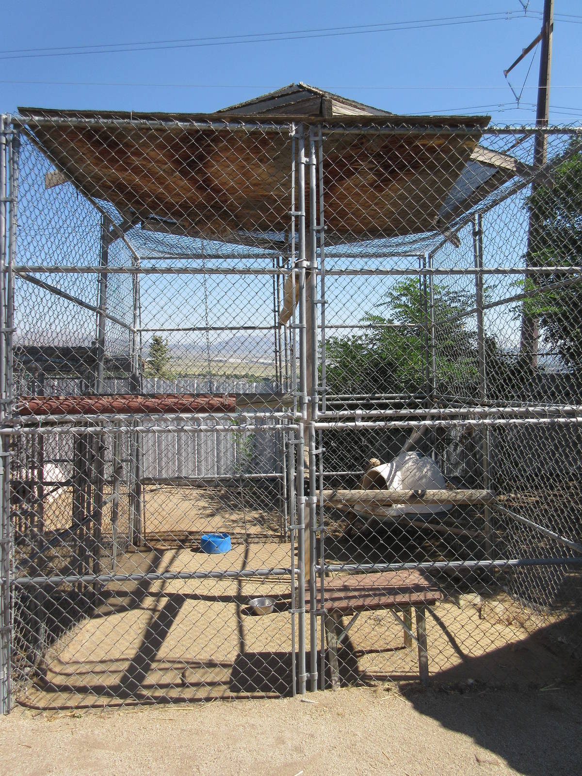 Sierra Safari Zoo (Nevada) - Serval Exhibit #2