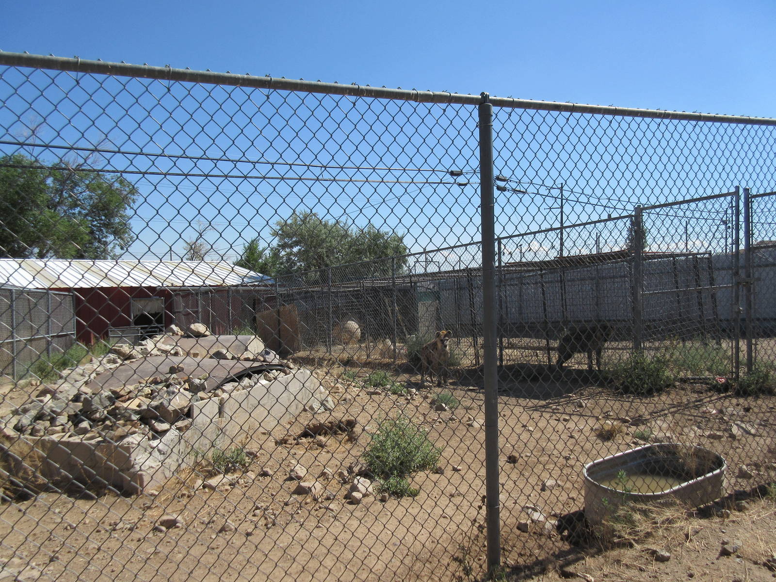 Sierra Safari Zoo (Nevada) - Spotted Hyena Exhibit
