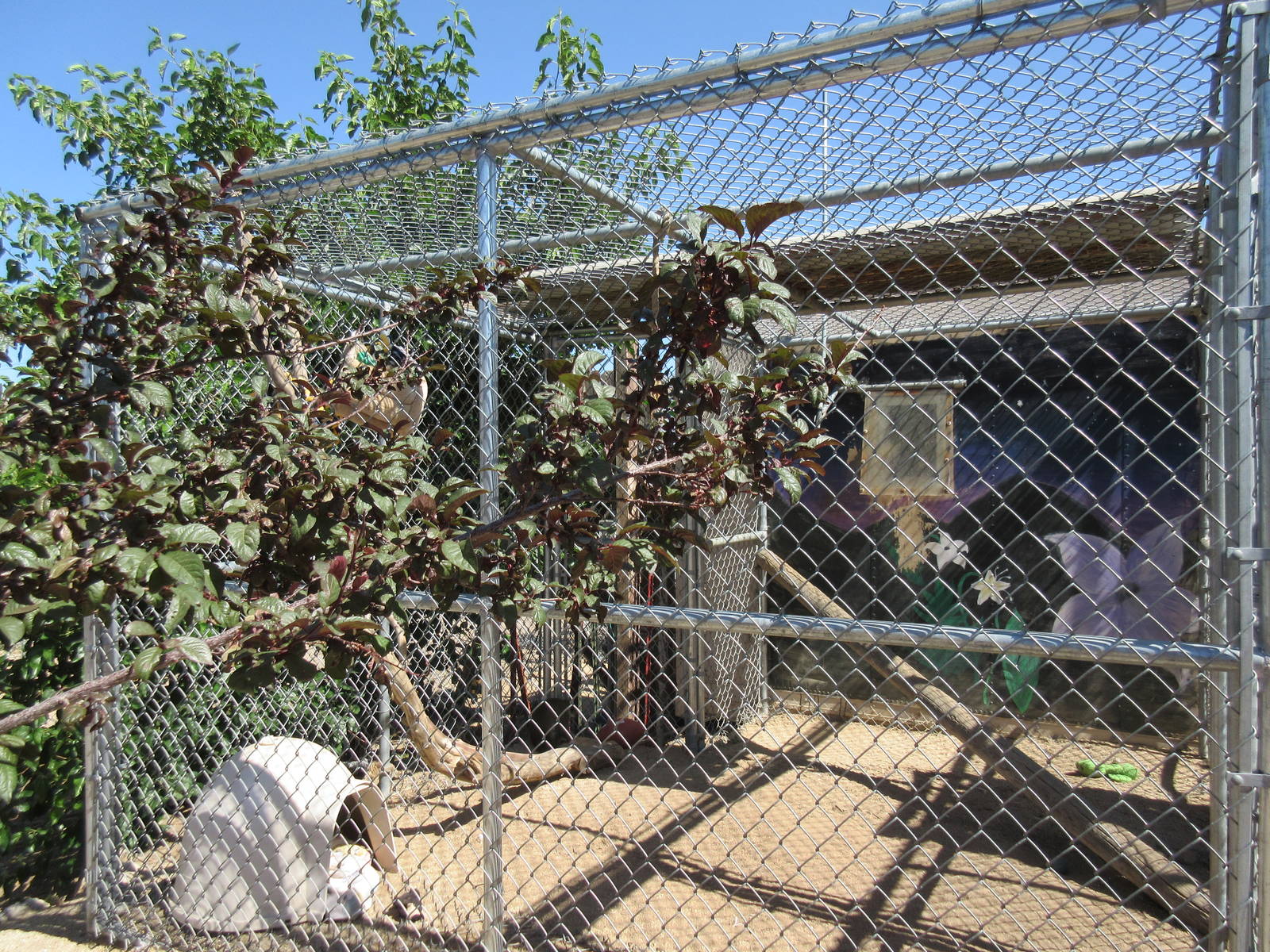 Sierra Safari Zoo (Nevada) - Vervet Monkey Exhibit #2
