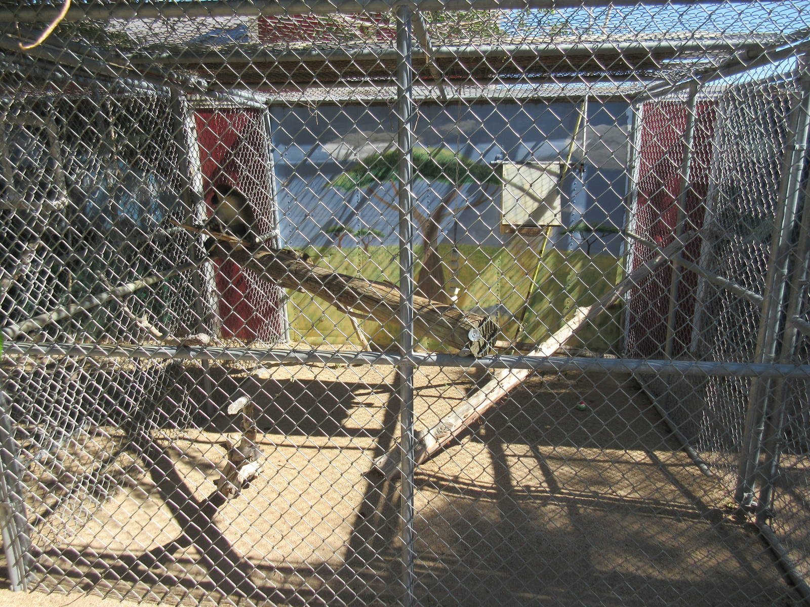 Sierra Safari Zoo (Nevada) - Vervet Monkey Exhibit