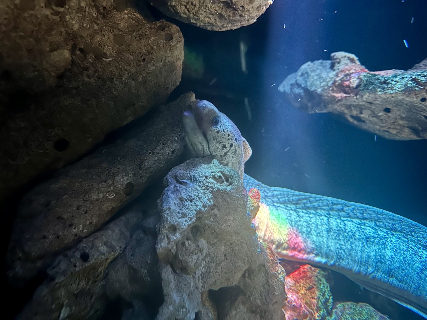 Sieve-patterned moray eel (Gymnothorax cribroris)