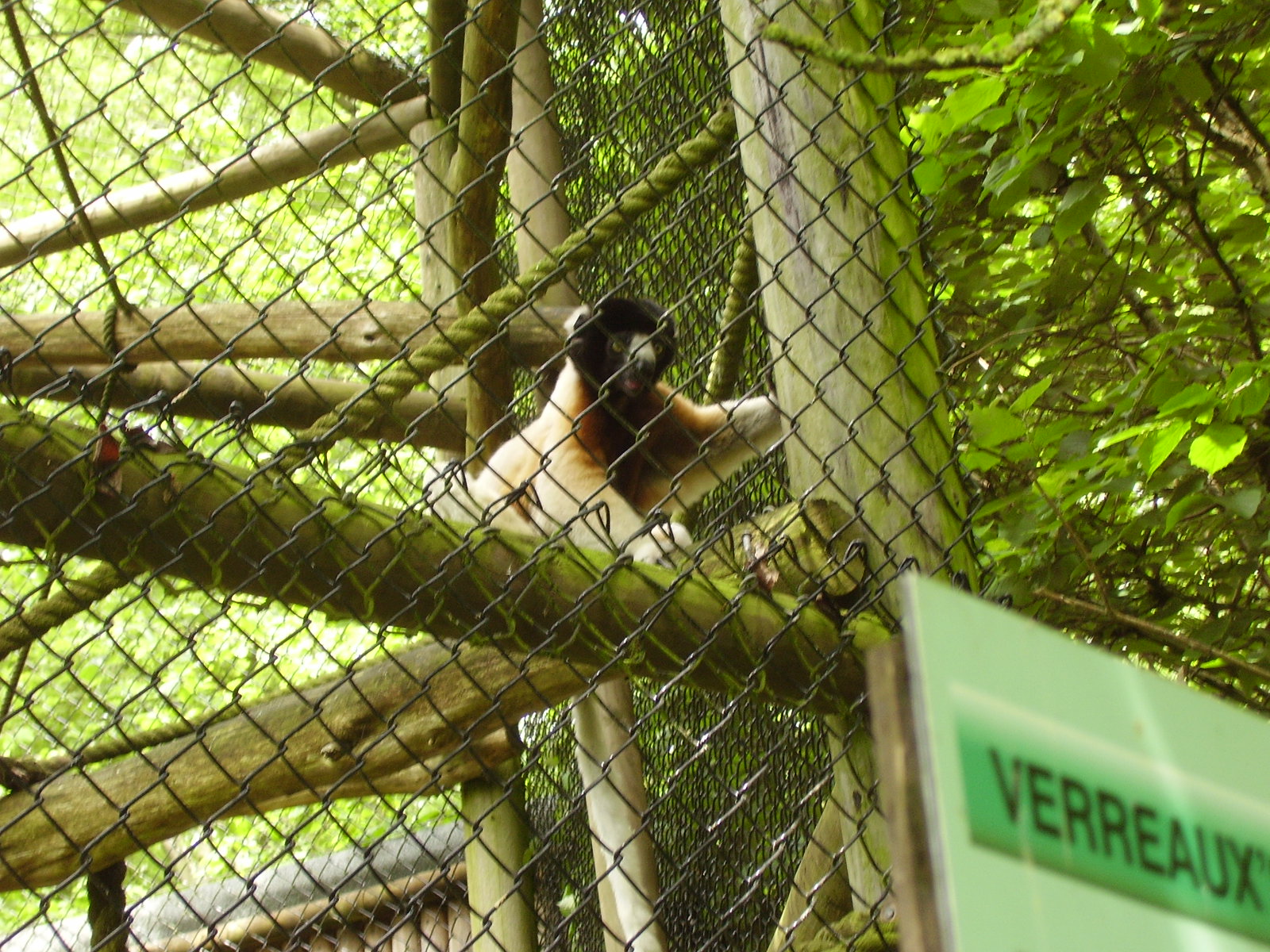 Sifaka - 2009