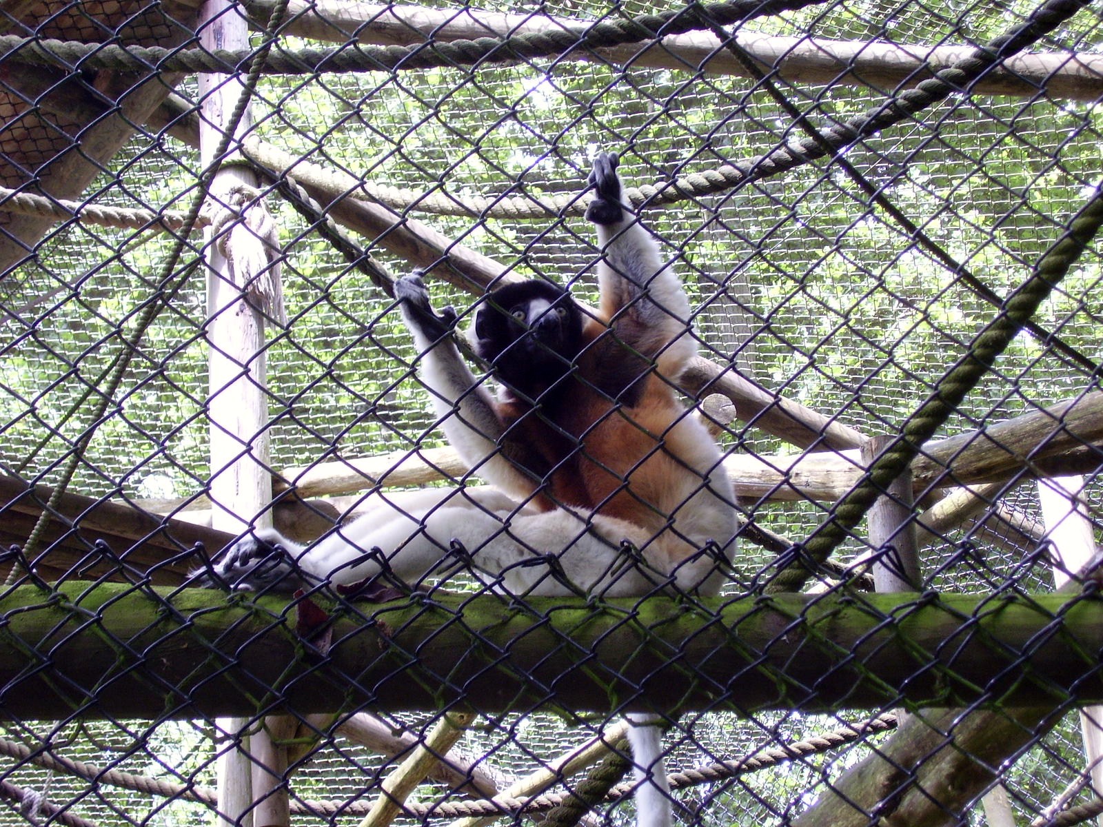 Sifaka - 2009
