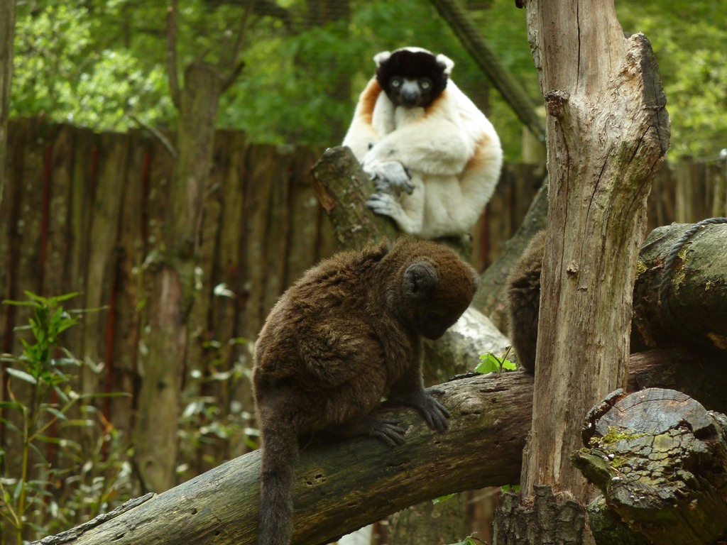 Sifaka and bamboo lemur
