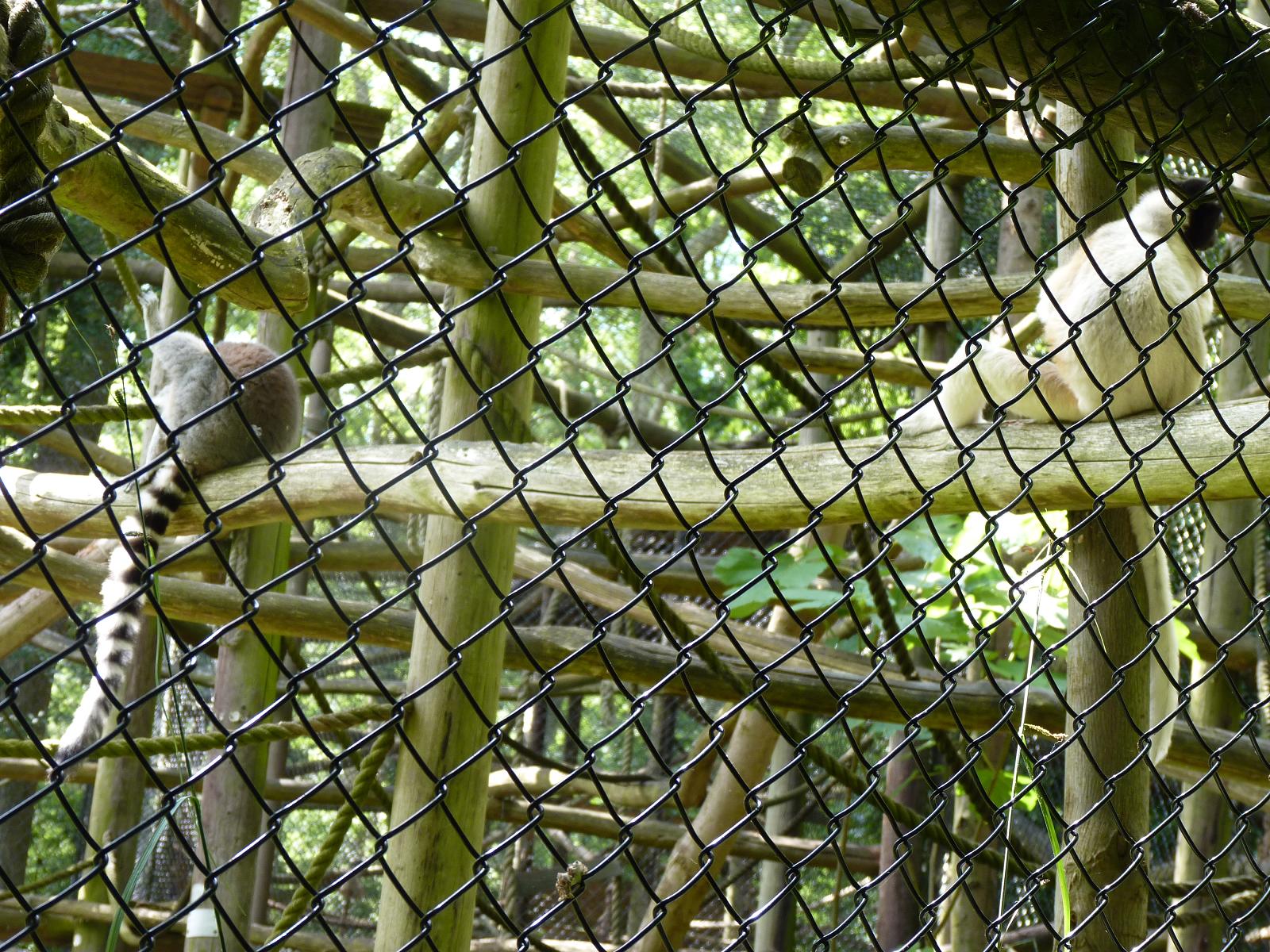 Sifaka and Ring-Tailed Lemur