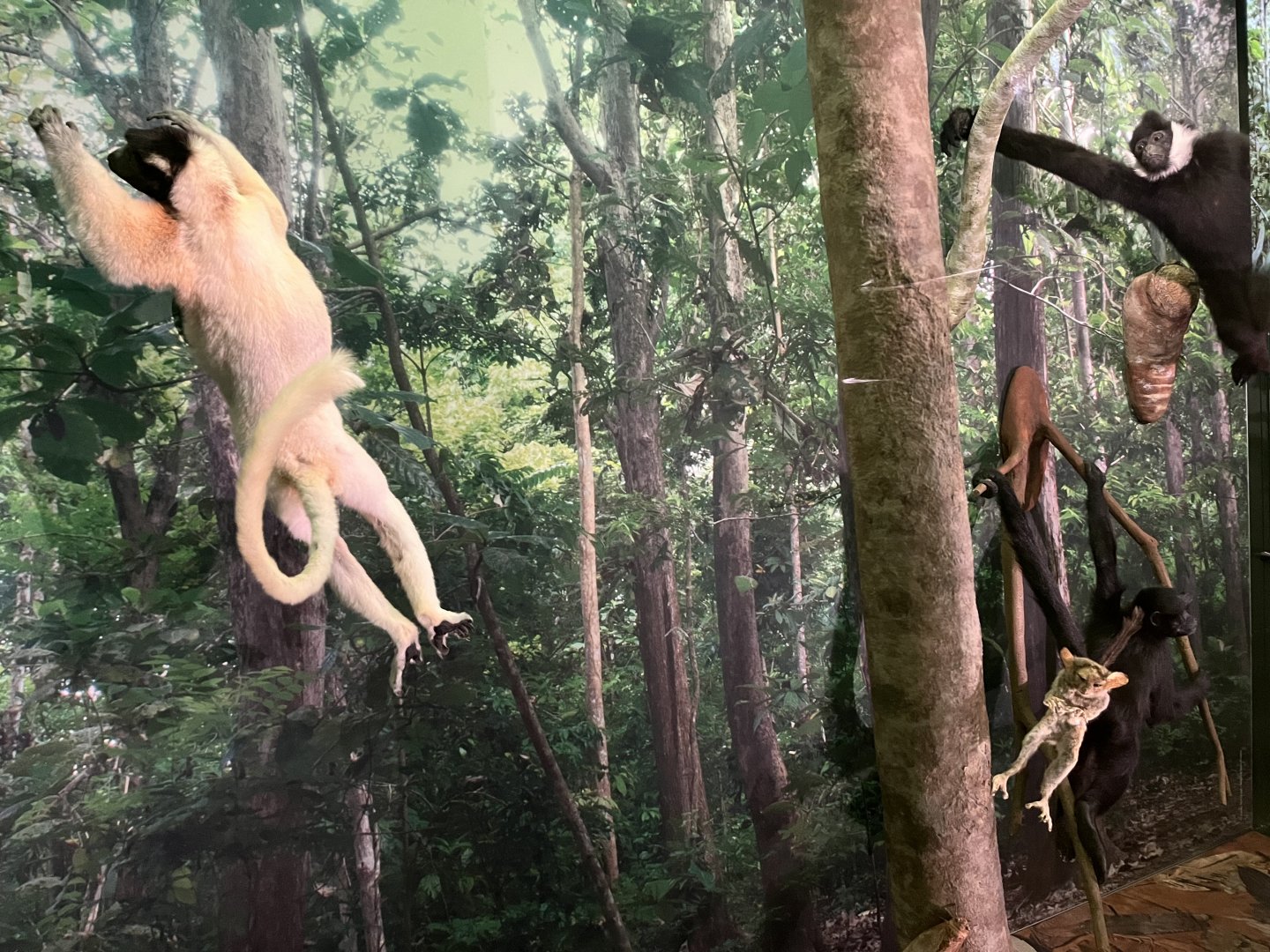 Sifaka and Sulawesi Tarsier 1.8.25