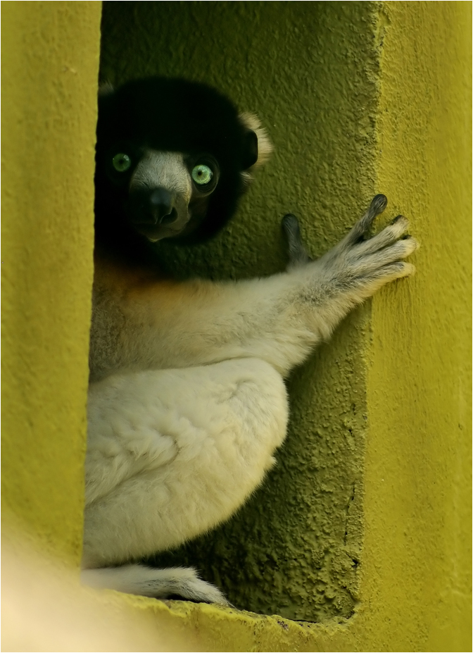 Sifaka at Besançon zoo