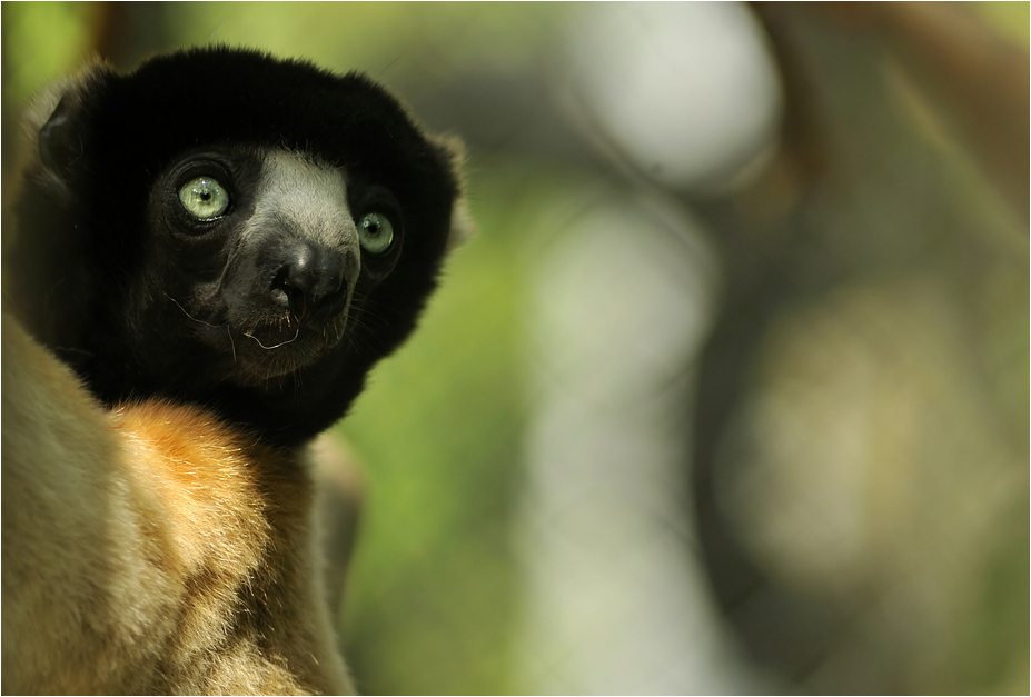 Sifaka at Mulhouse zoo