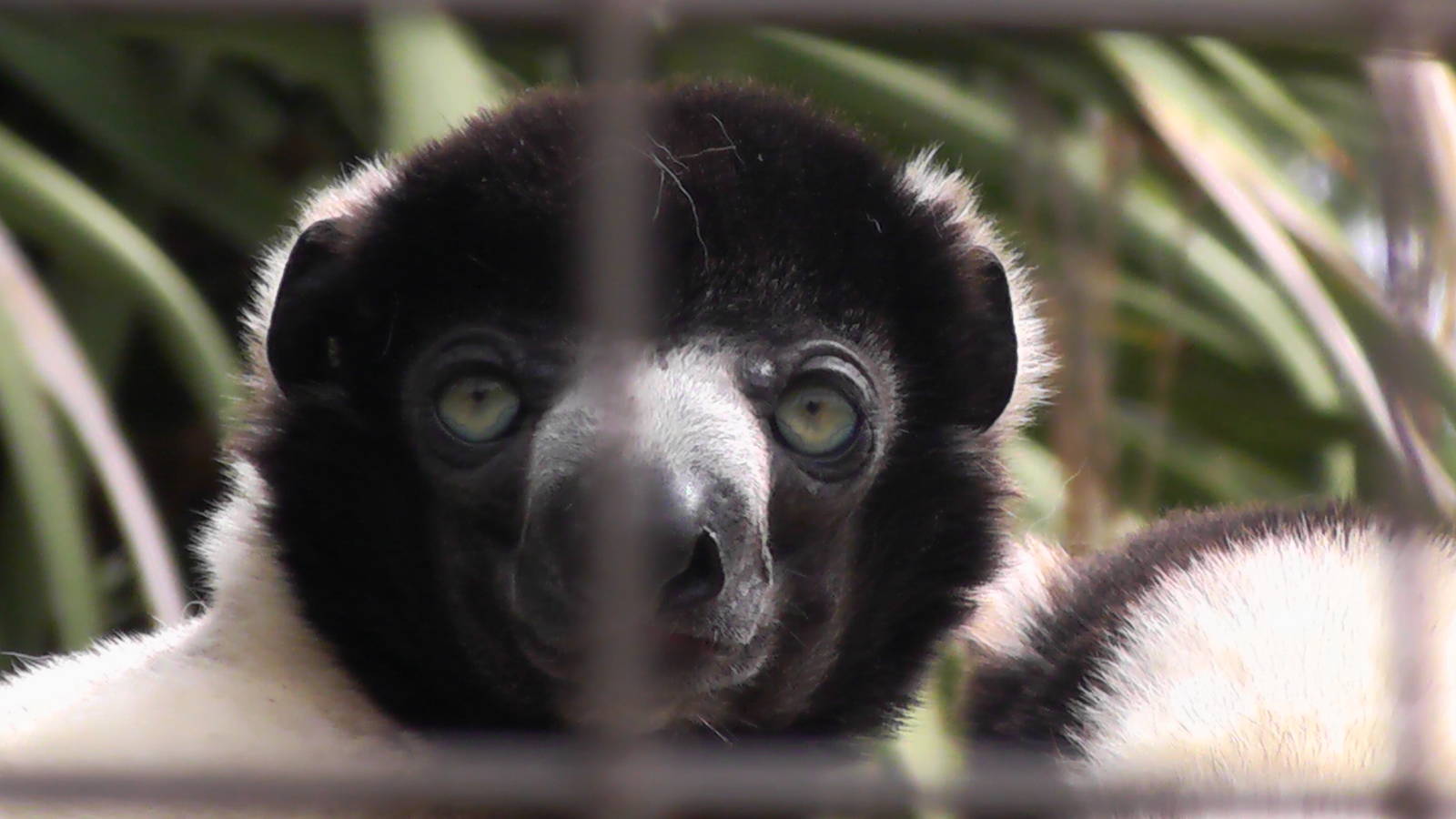 Sifaka - Cotswold Wildlife Park
