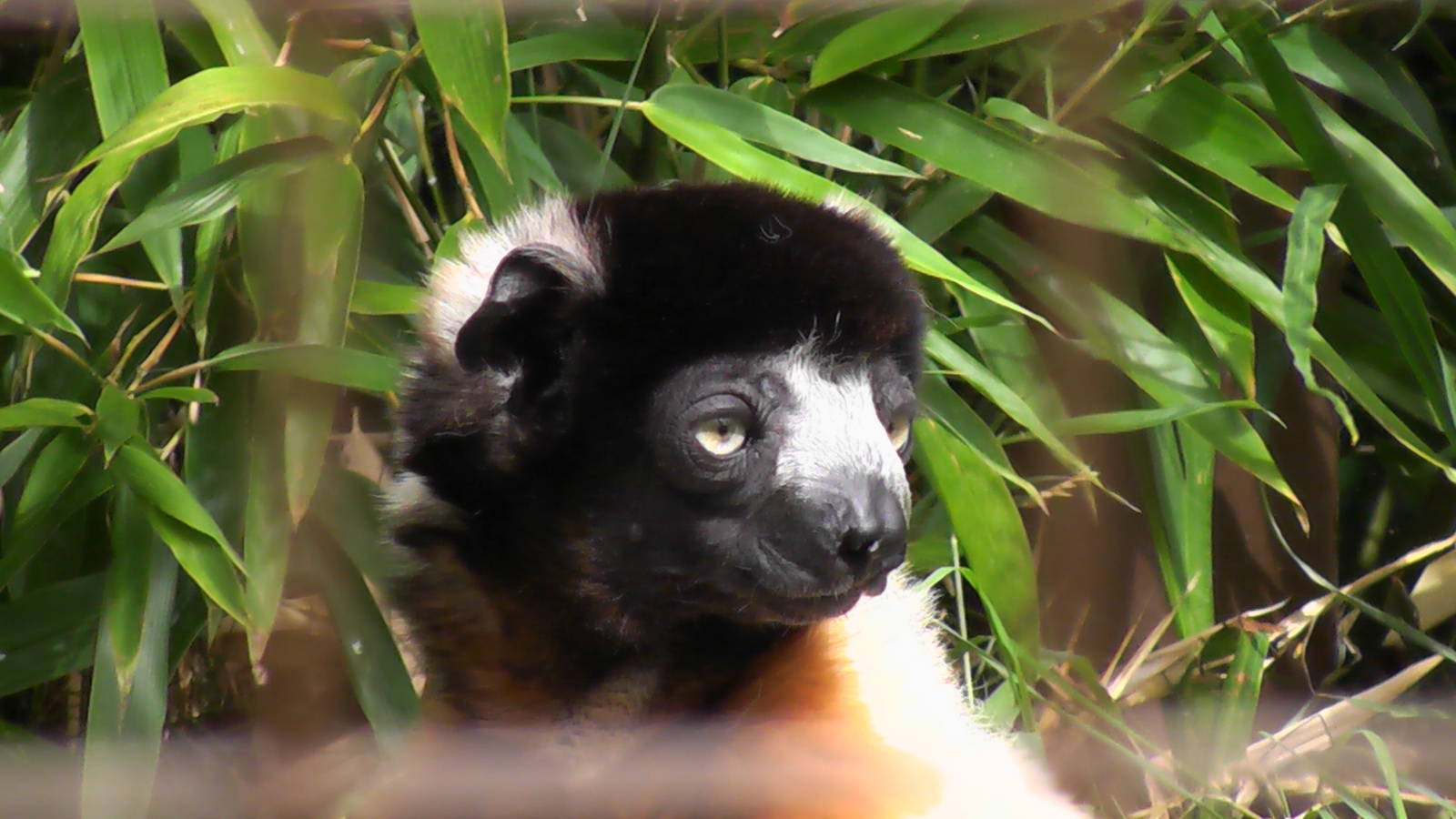 Sifaka - Cotswold Wildlife Park