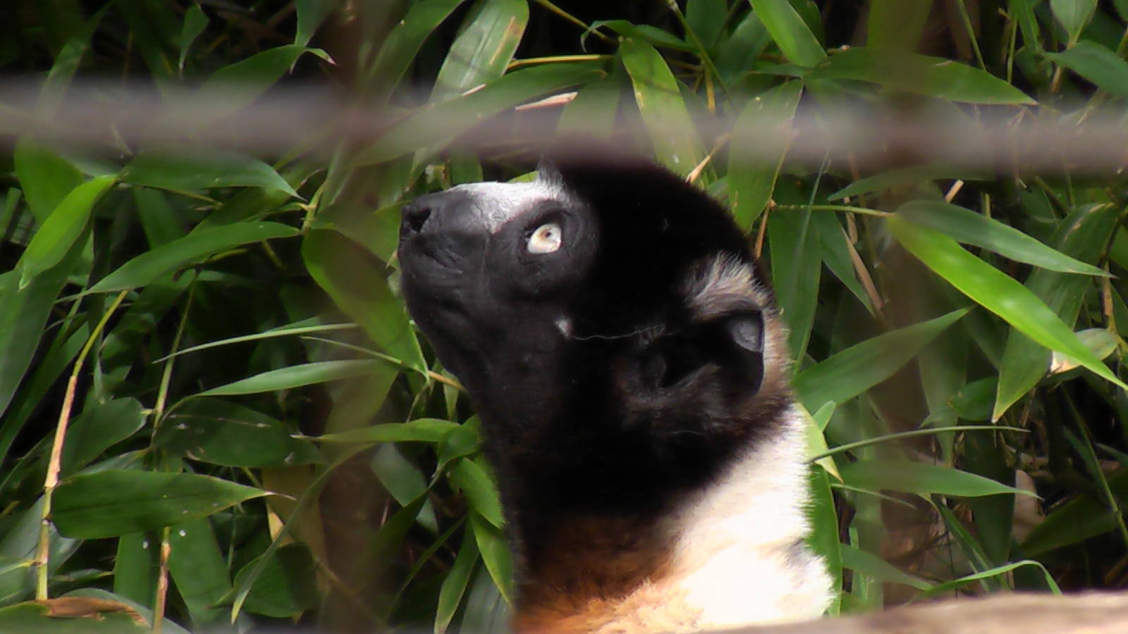 Sifaka - Cotswold Wildlife Park