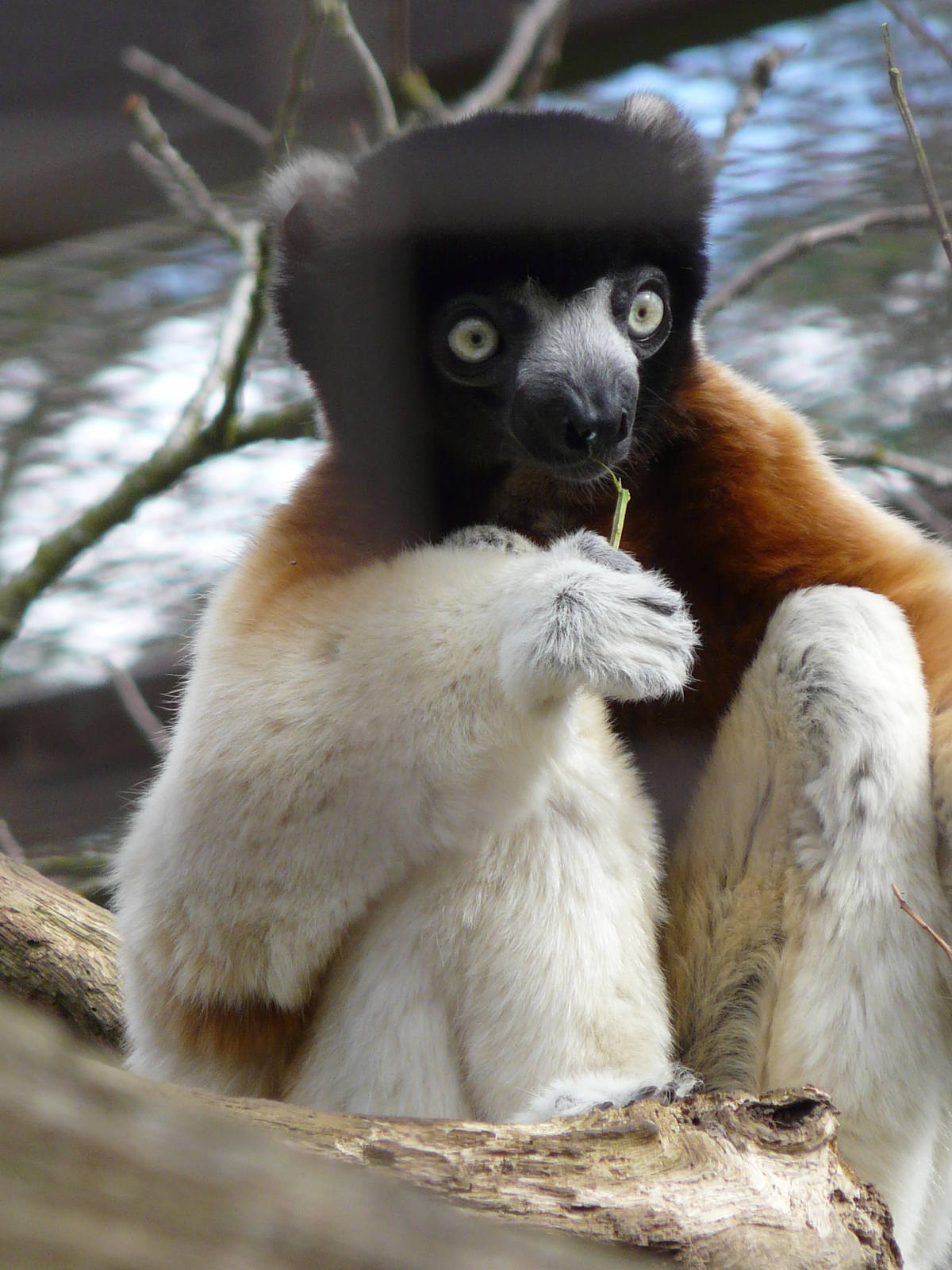 Sifaka: Cotswold Wildlife Park