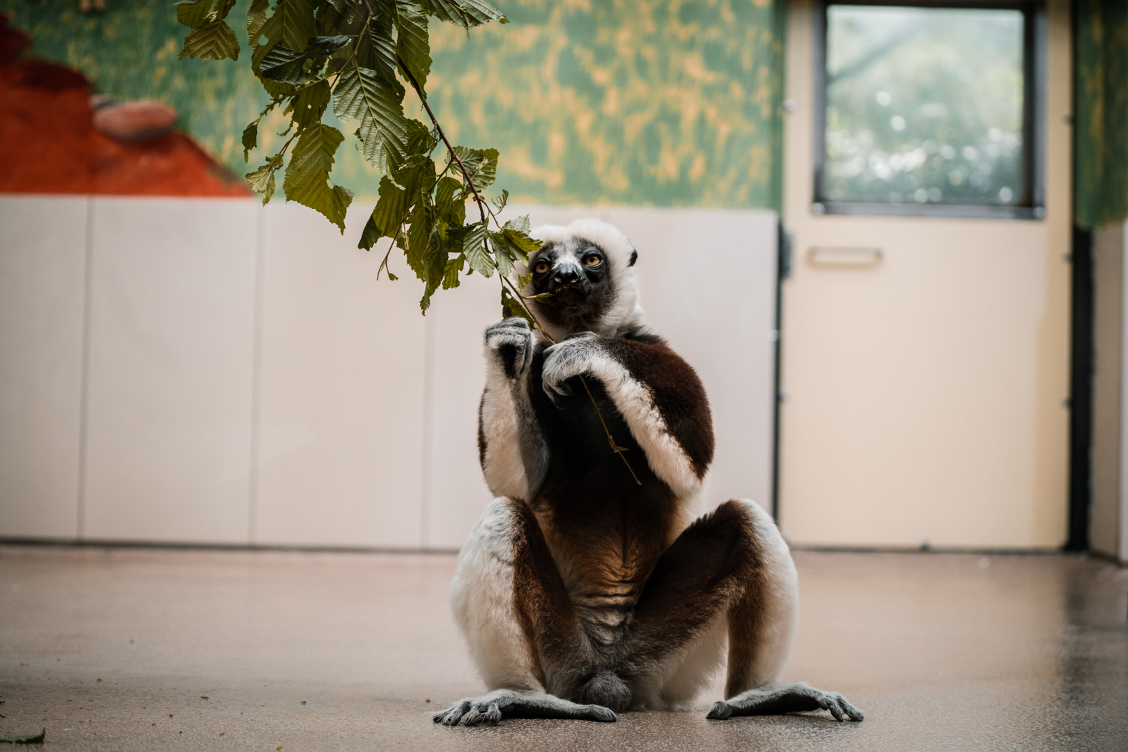 Sifaka eating